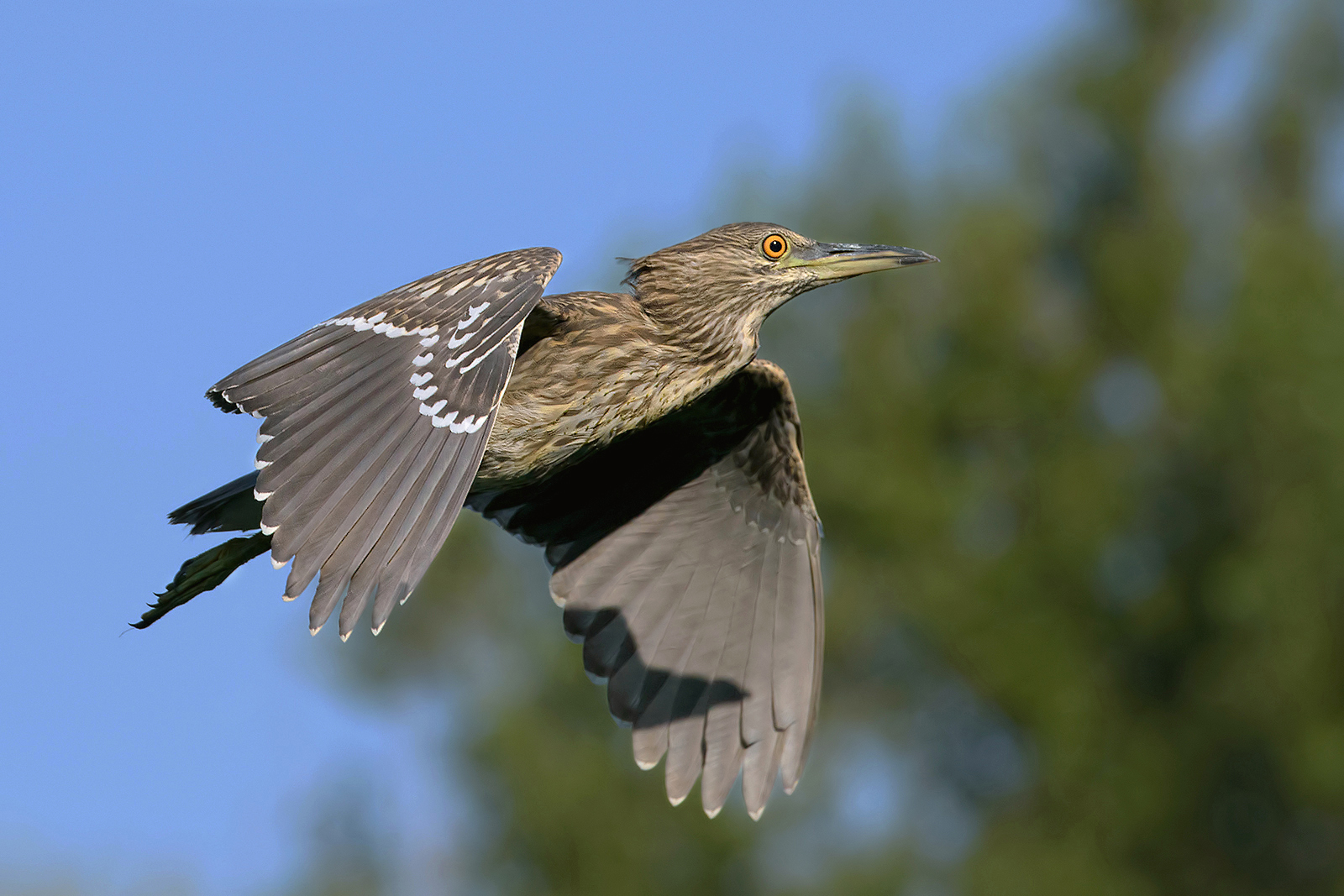 Young Nitticora (Nycticorax nycticorax).