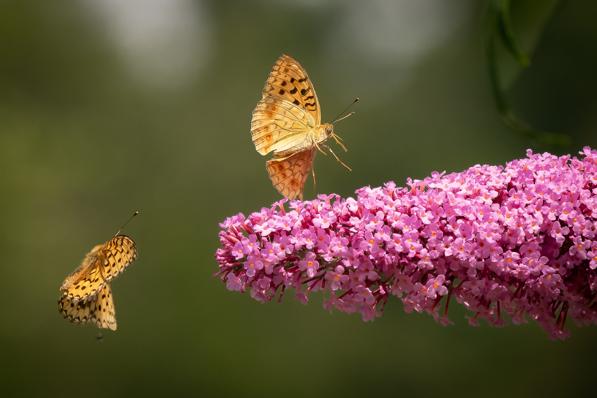 Argynnis in volo