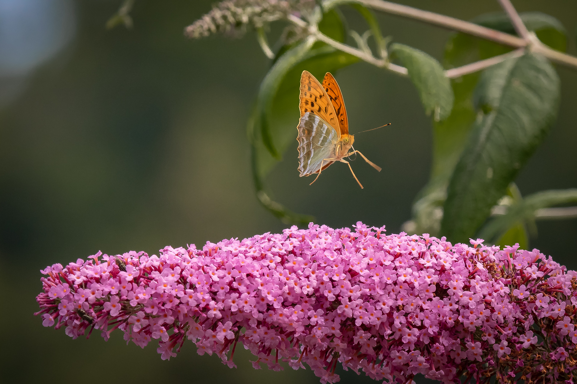 Argynnis su Buddleja