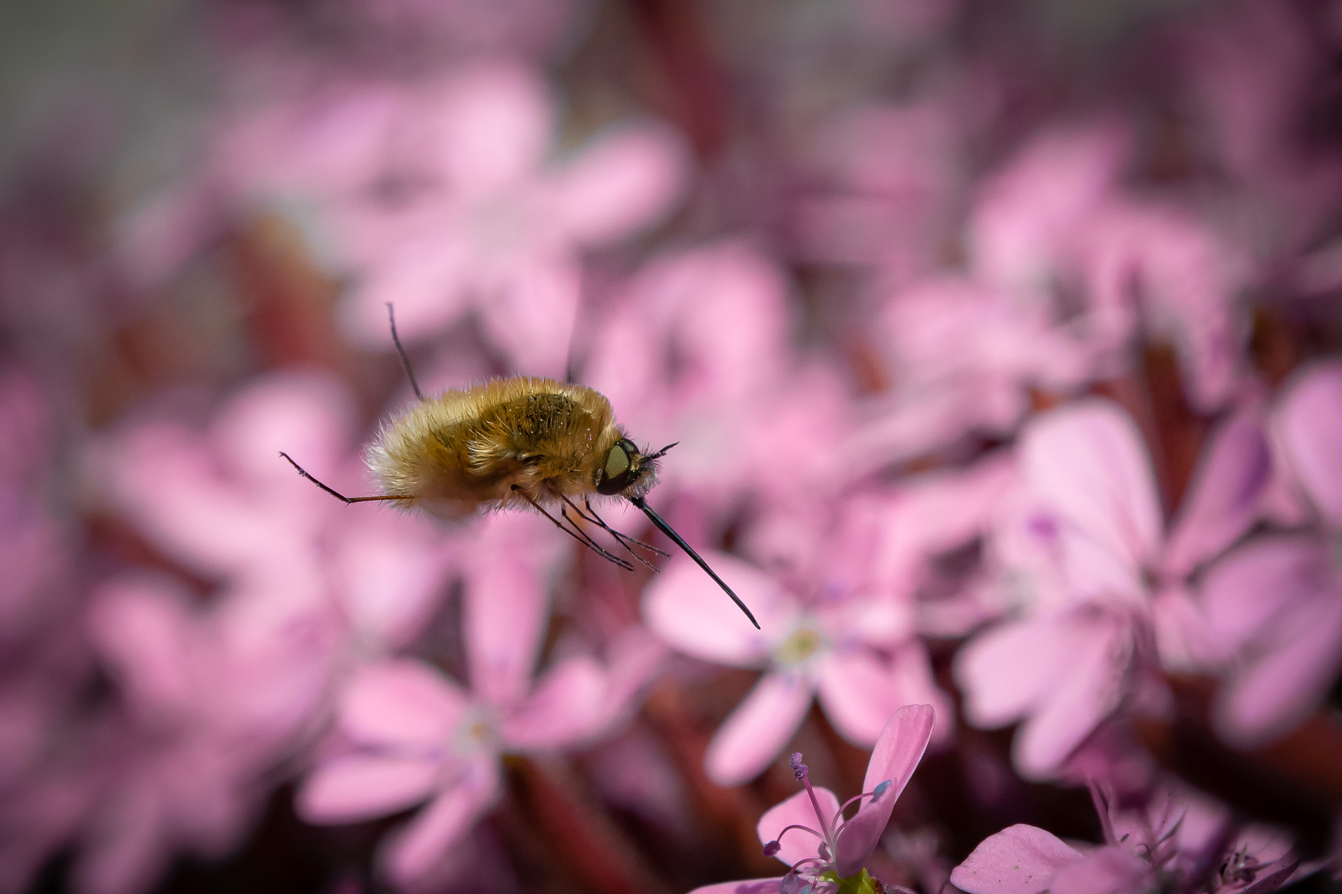 Bombilide in volo su Silene
