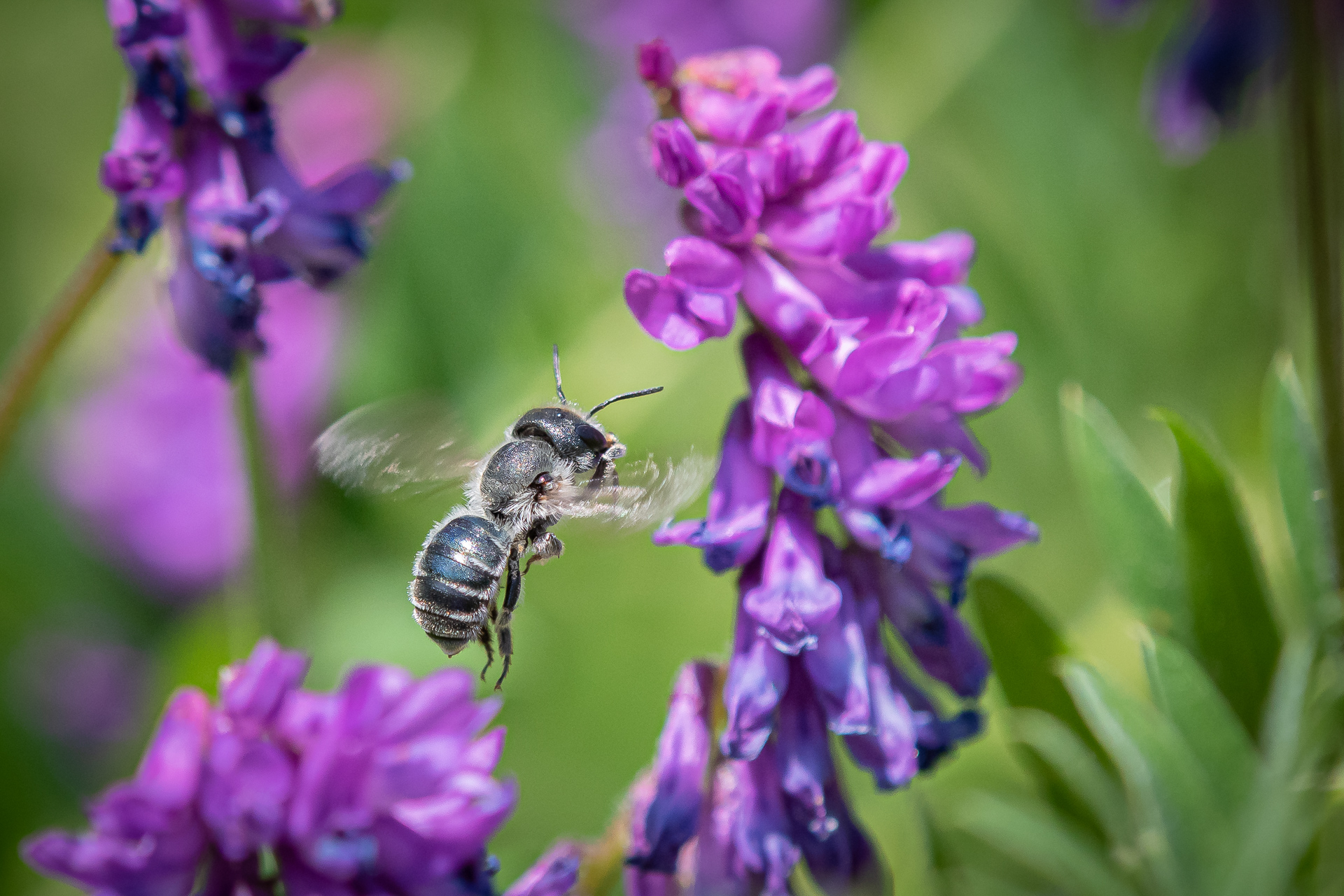 Ape selvatica in volo