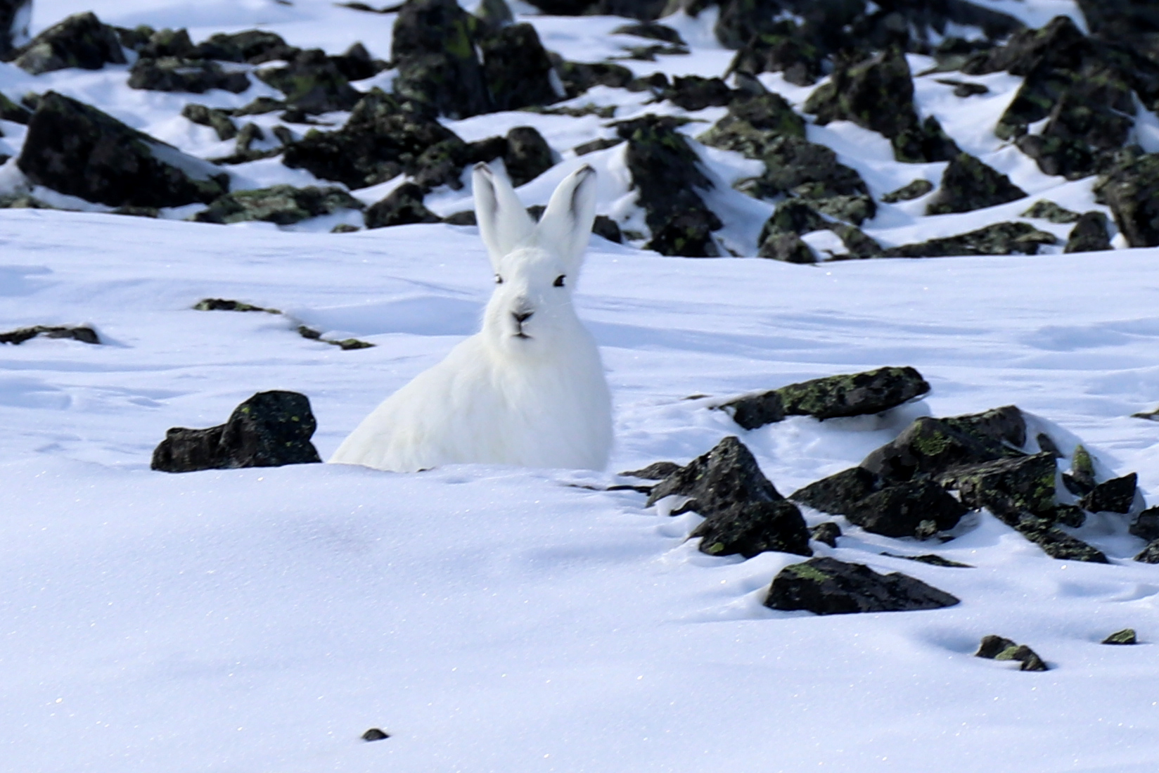 Siberian variable hare