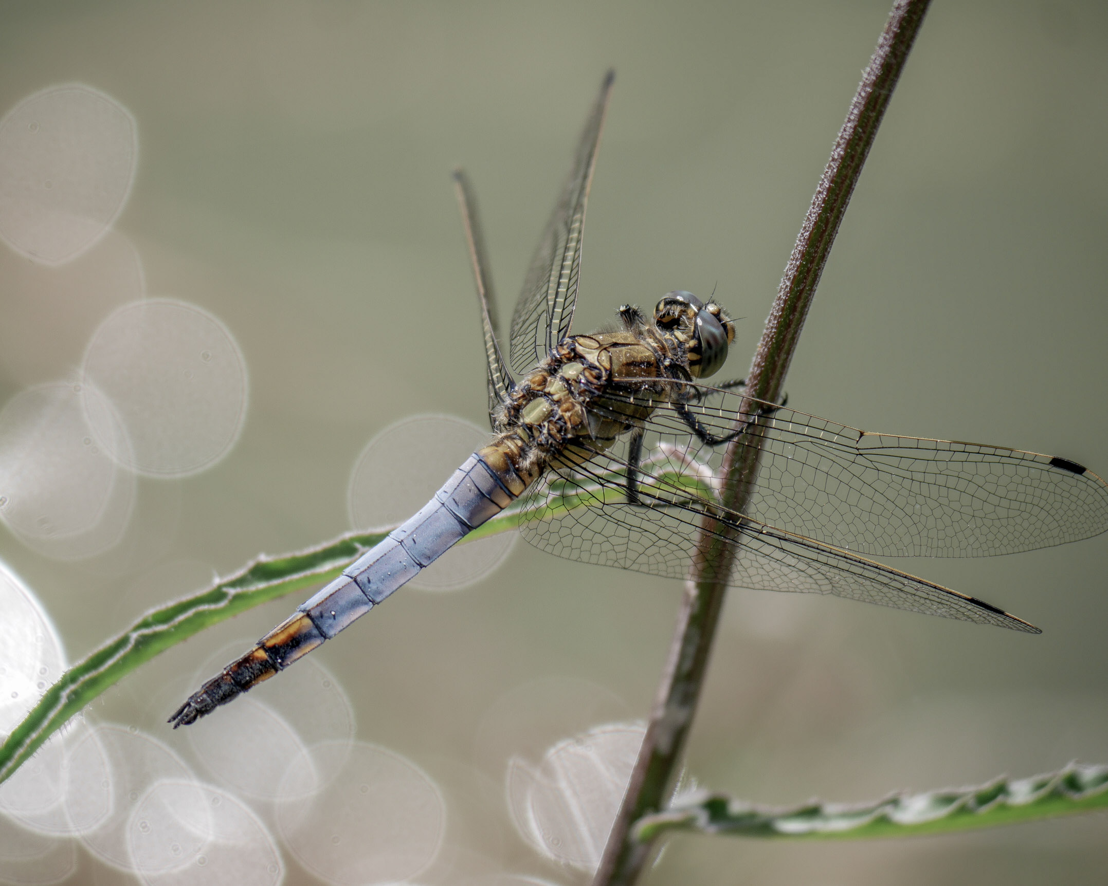 Libellula