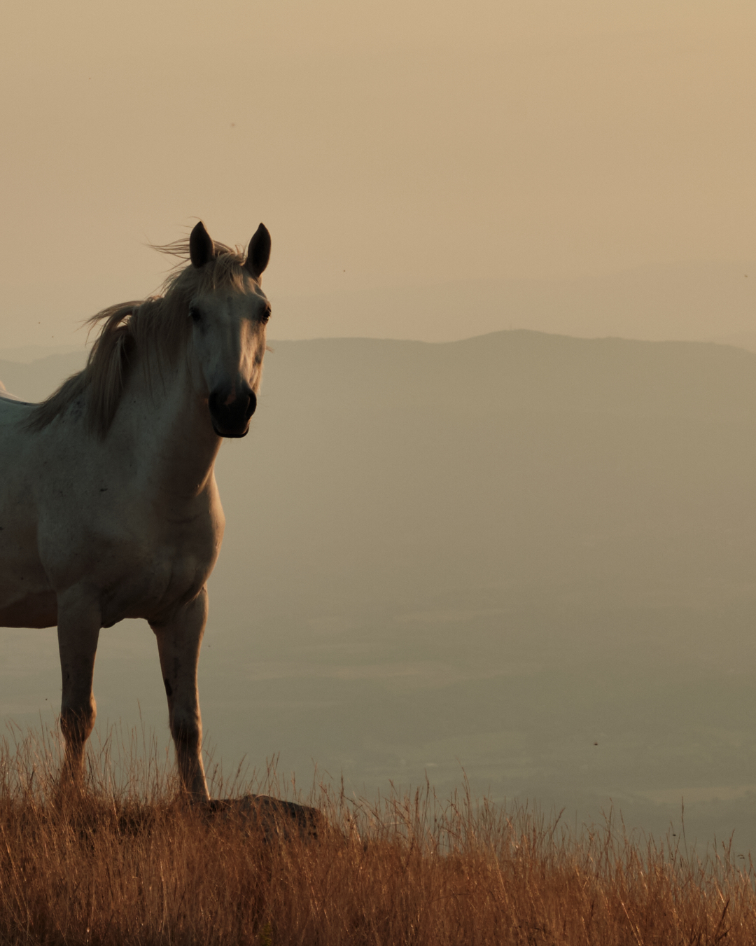 Modelli indomabili pt.1