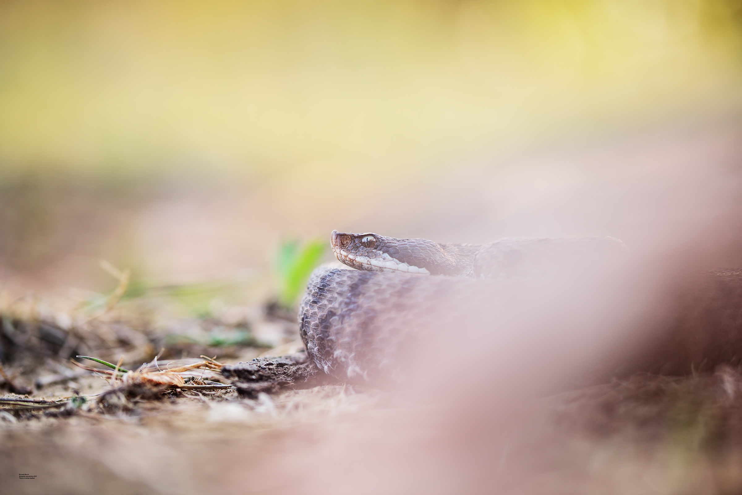 Vipera Aspis Francisciredi