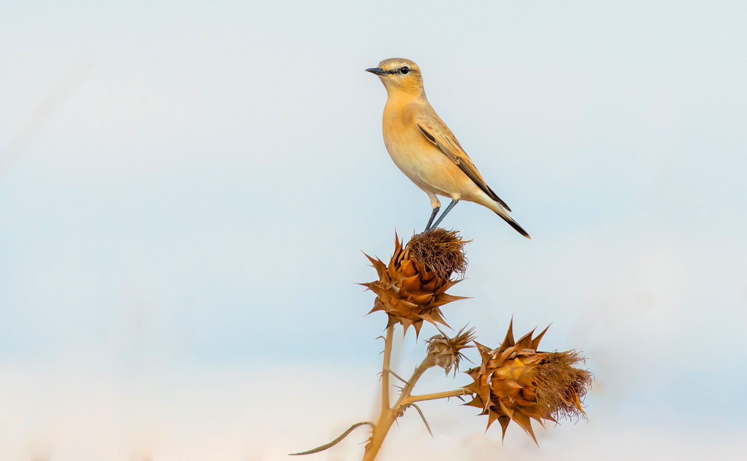 mazza di grano su spine