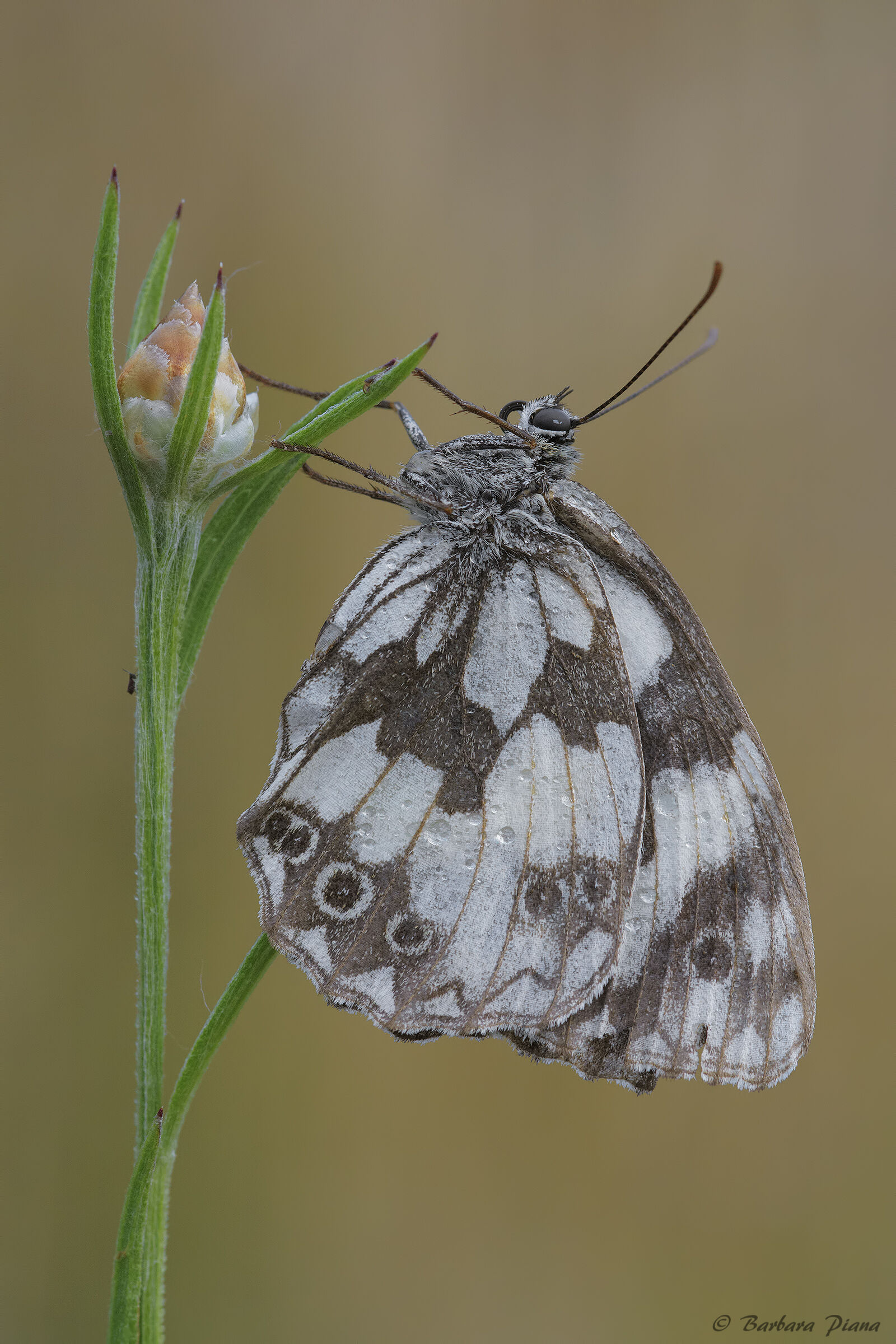 Melanargia galathea