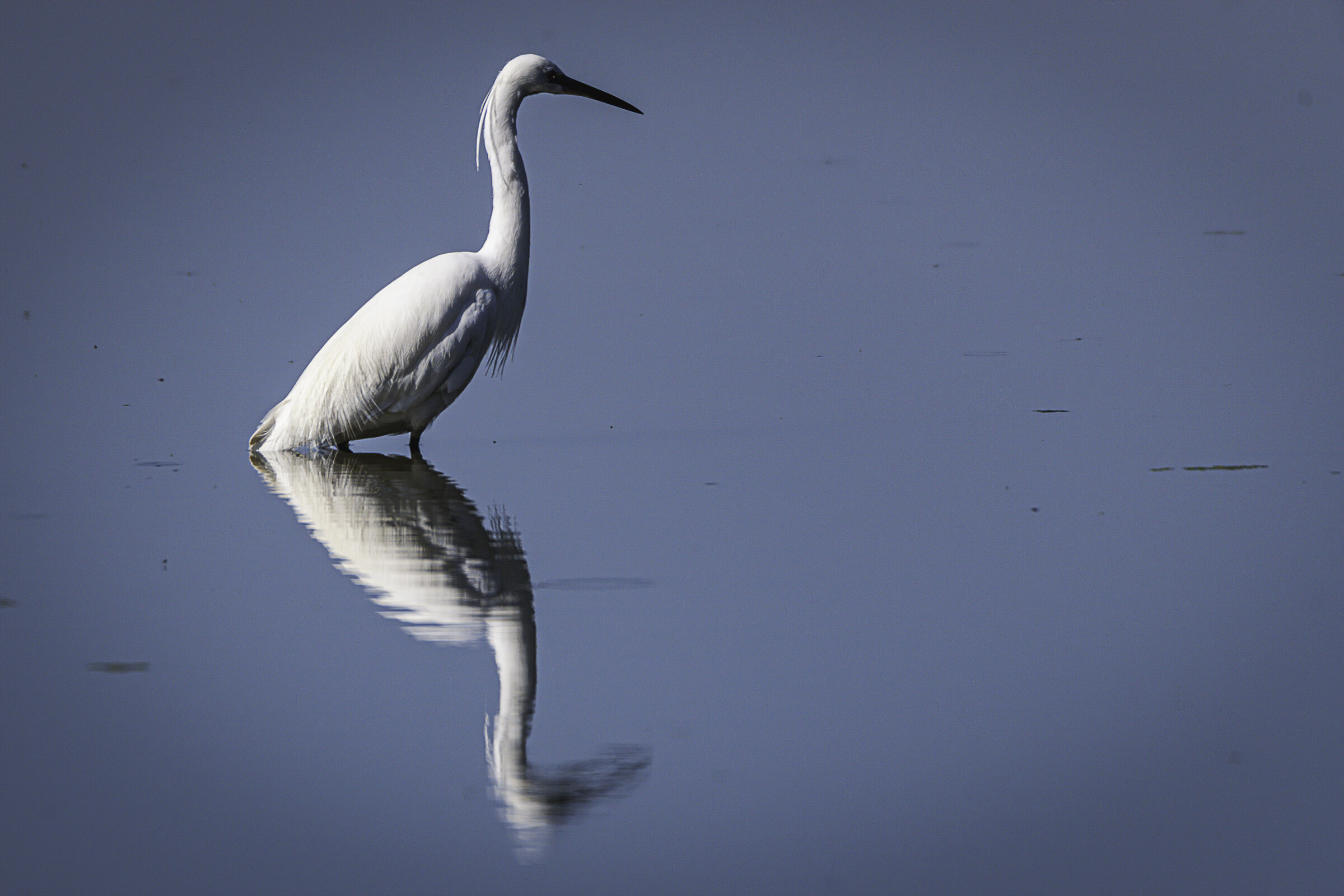 Egretta garzetta n.2