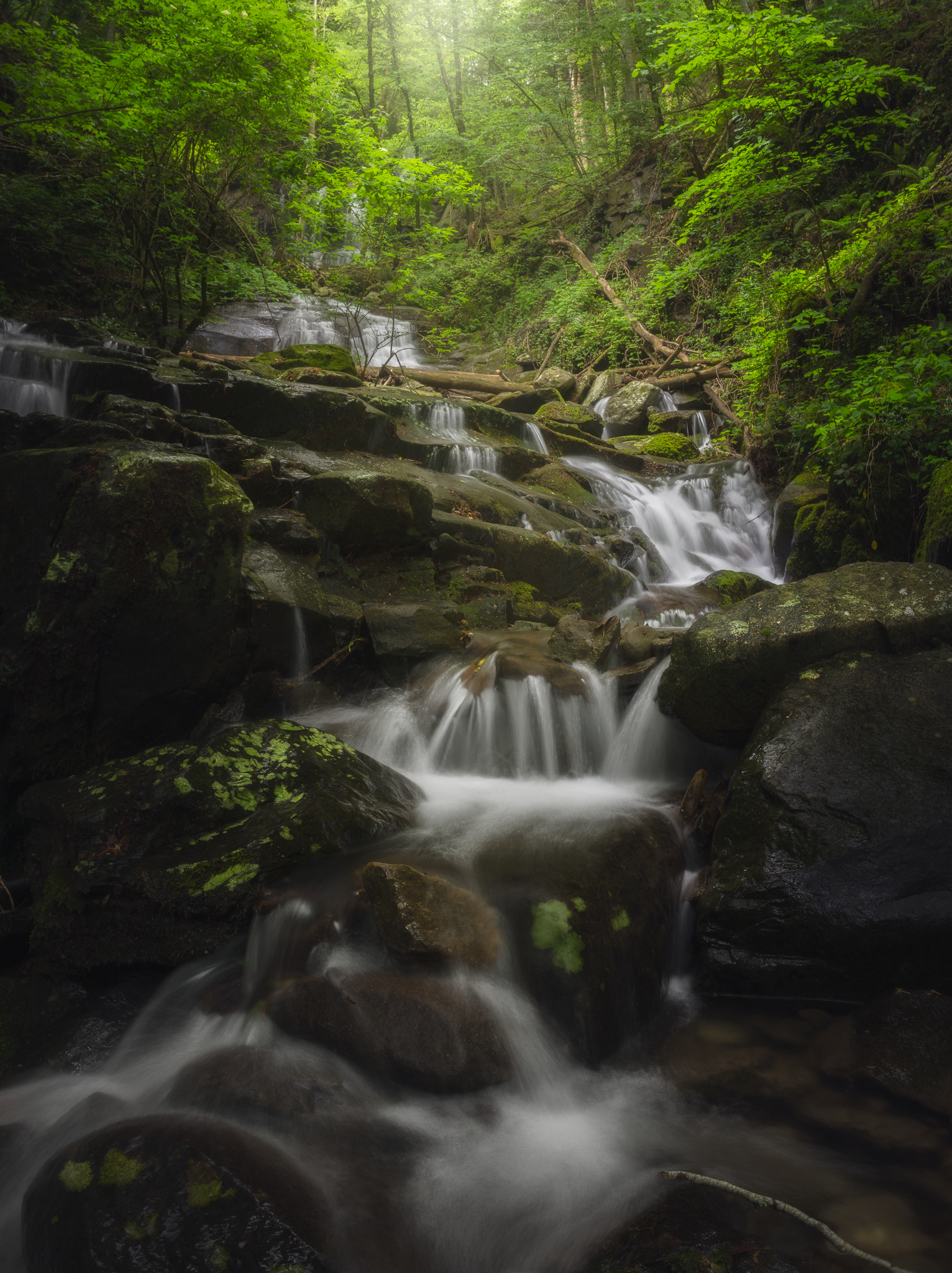 The stairs of the forest