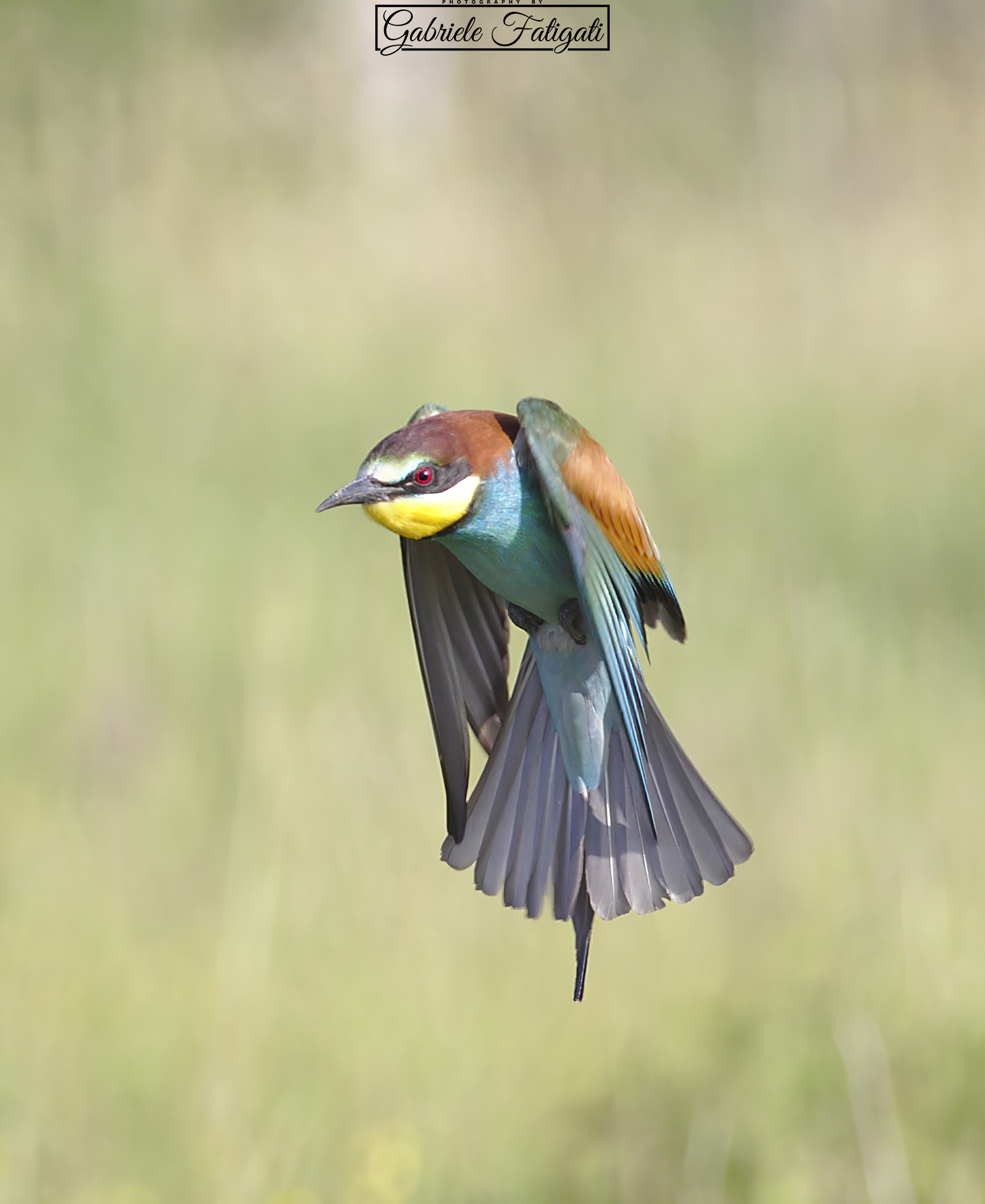 Bee-eater
