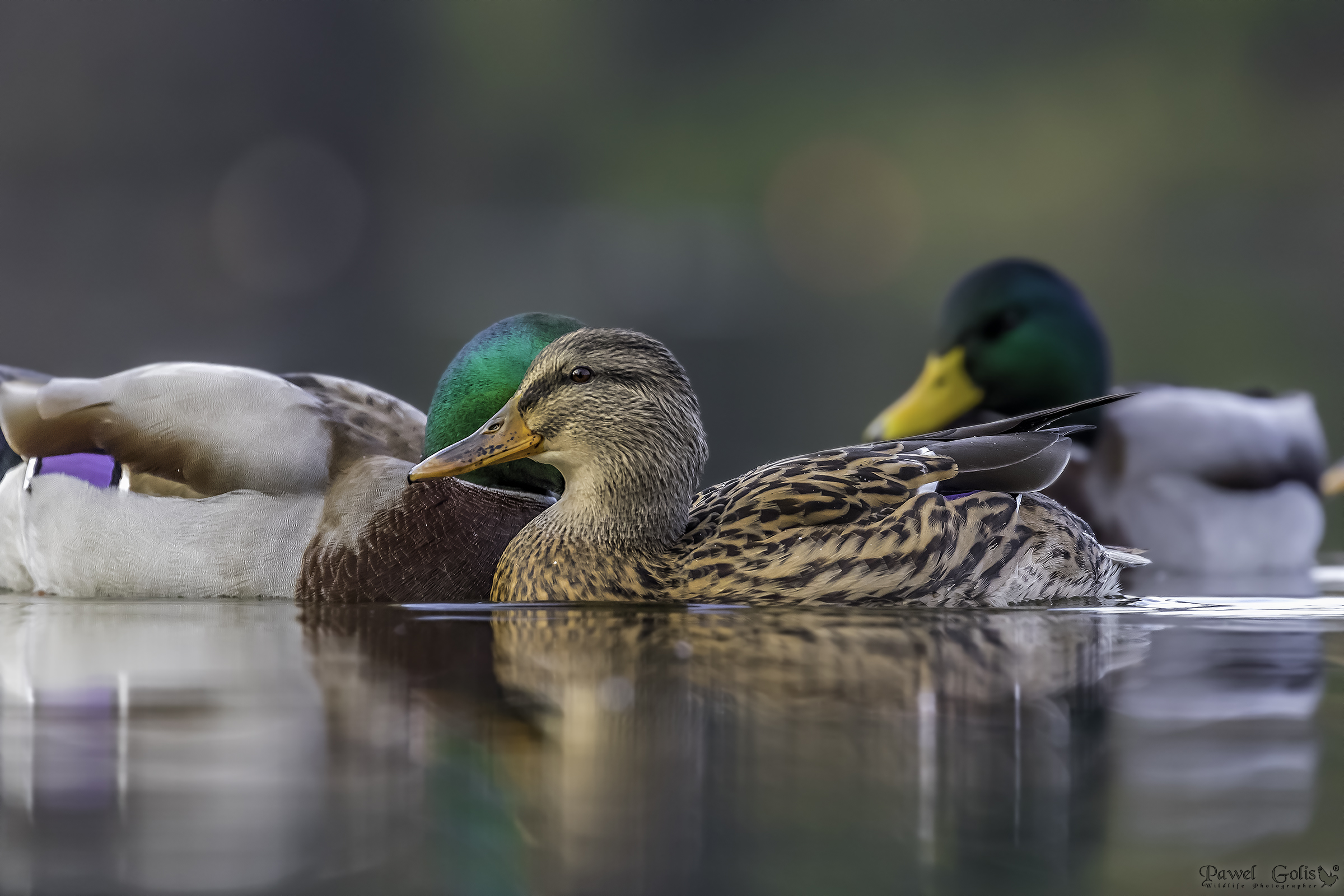 I germani (Anas platyrhynchos)