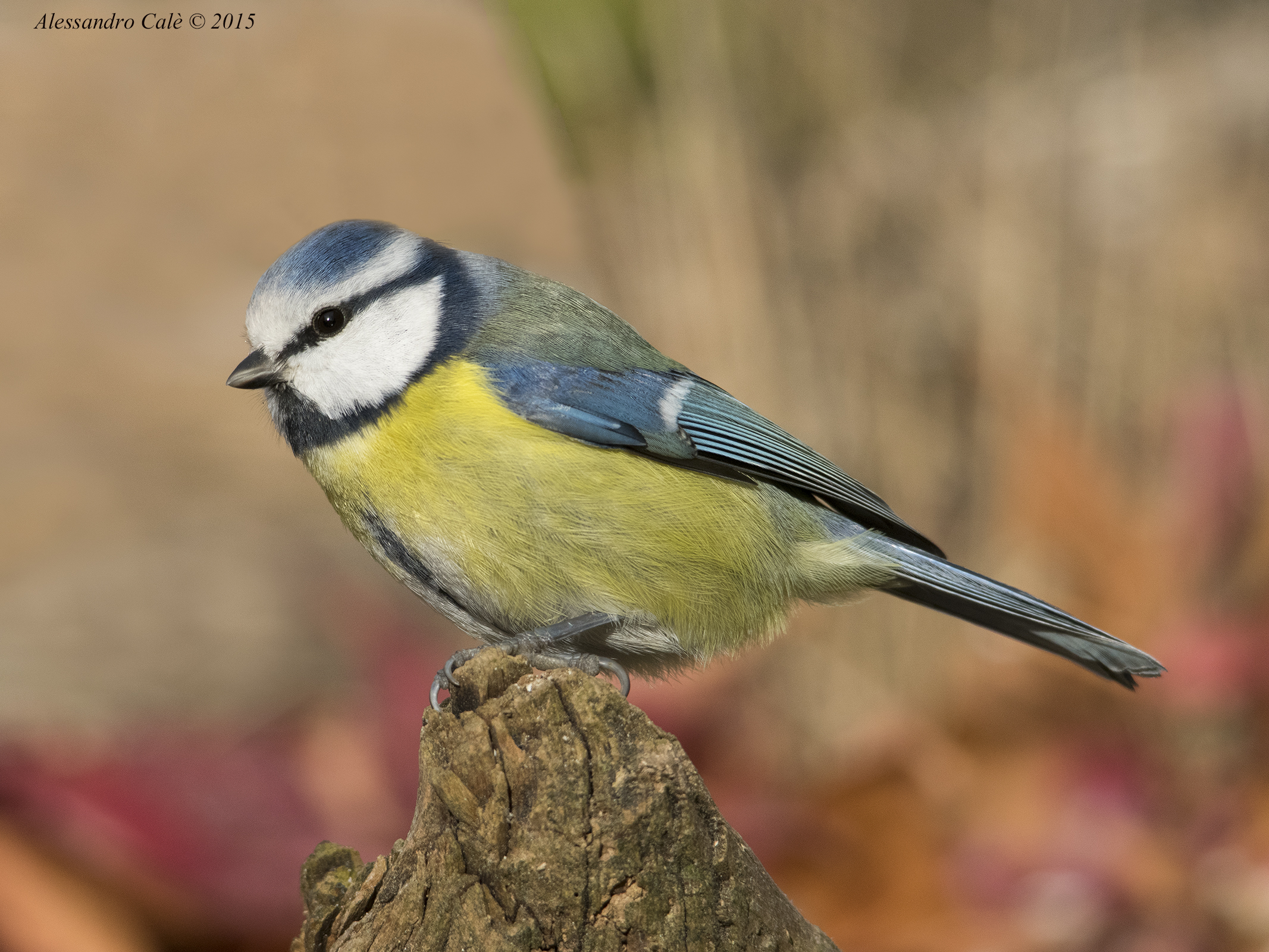 Cyanistes caeruleus (Cinciarella) 7088