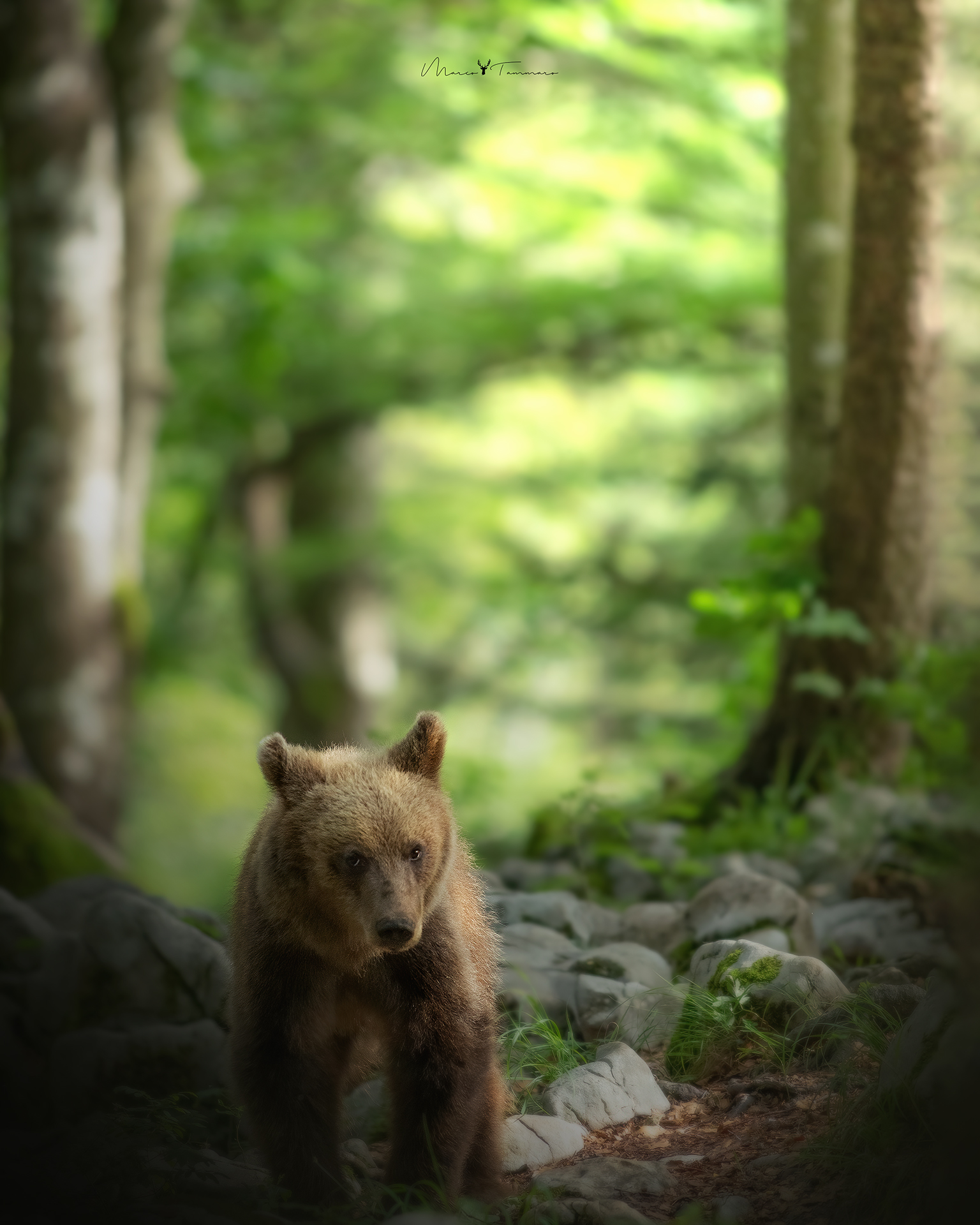 Sorprese nelle foreste slovene