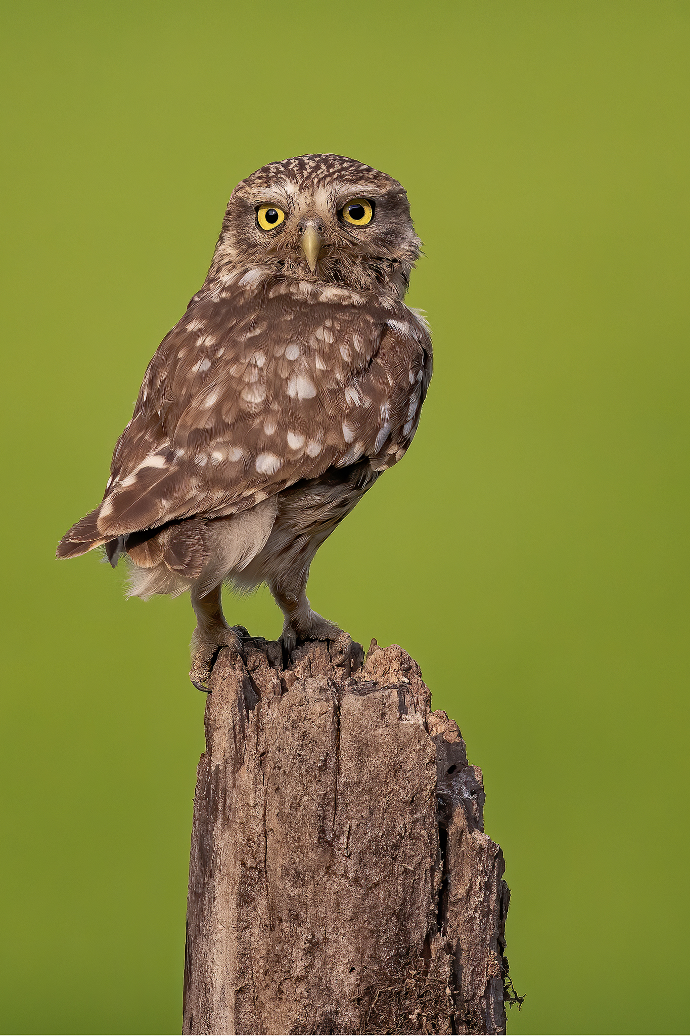 Portrait of Owl