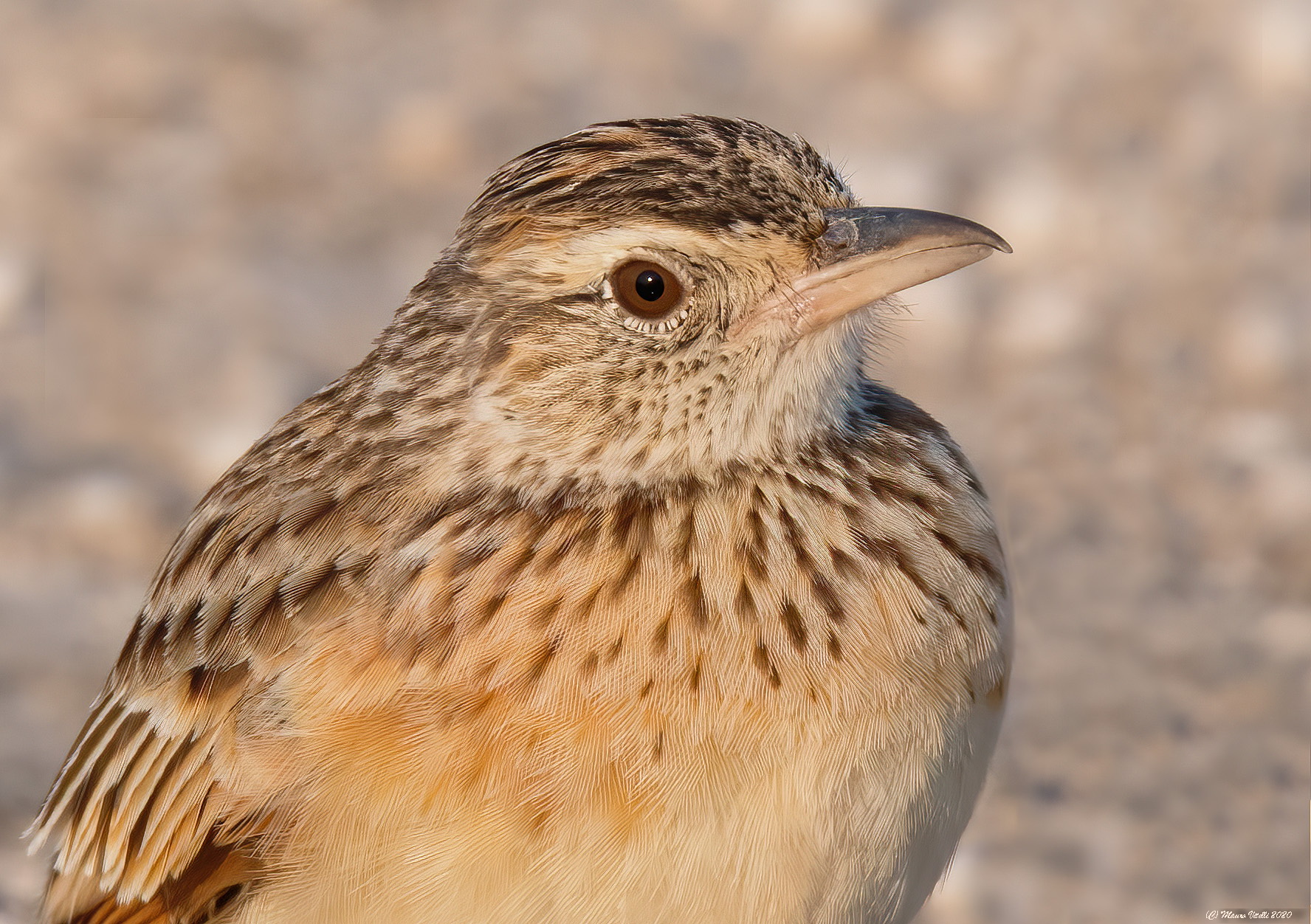 Mirafra Passerina (Monotonous Lark)
