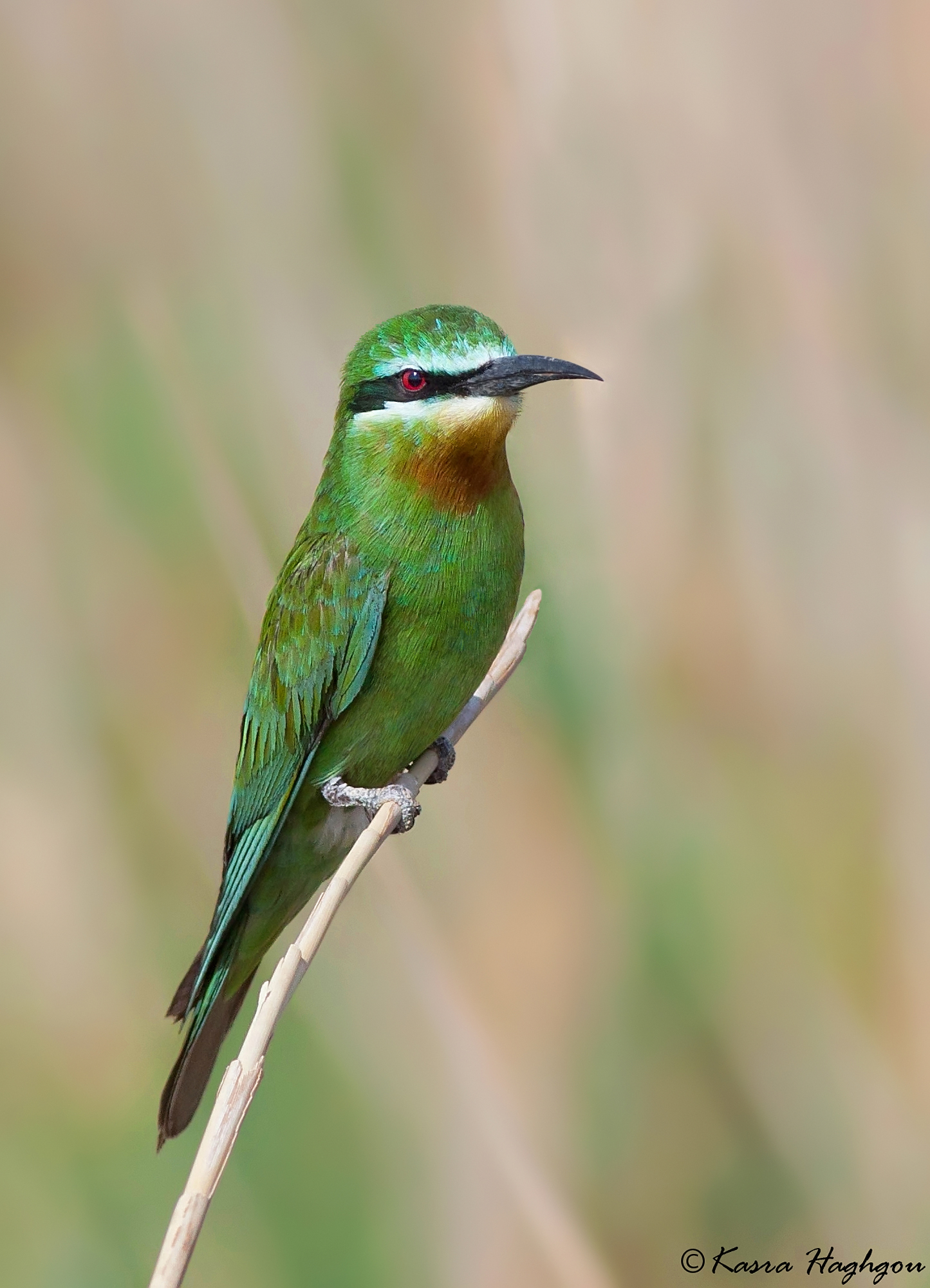 Mangiatore di api dalle guance blu