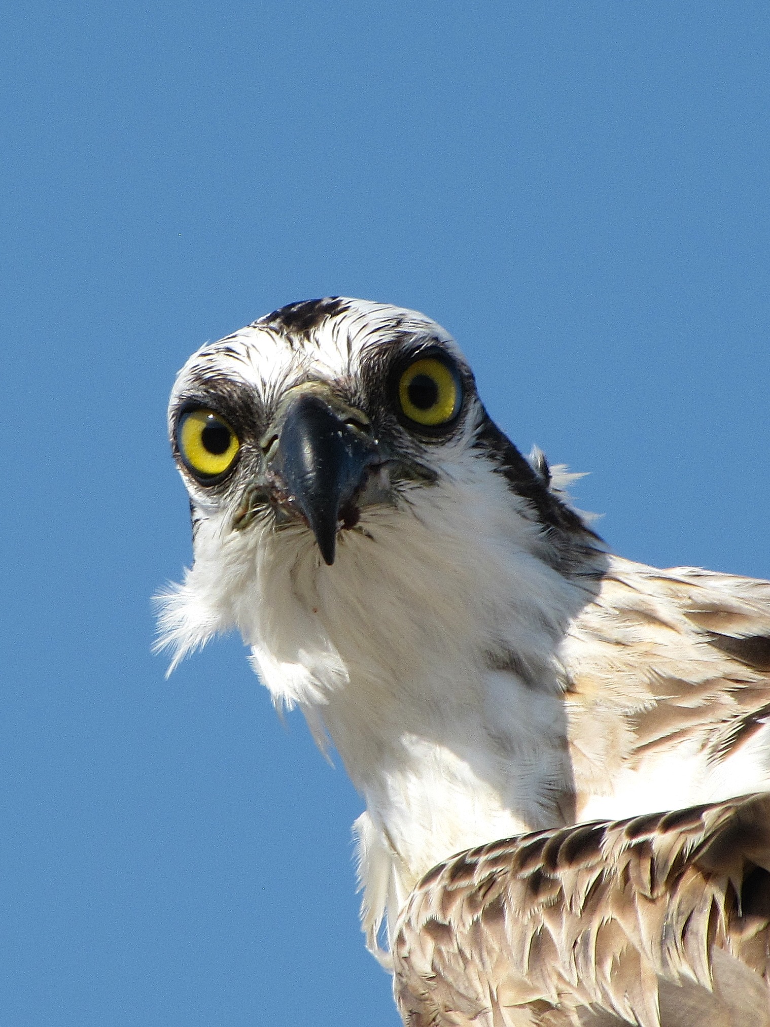 Falco pescatore. Marsa alam (Mar rosso)