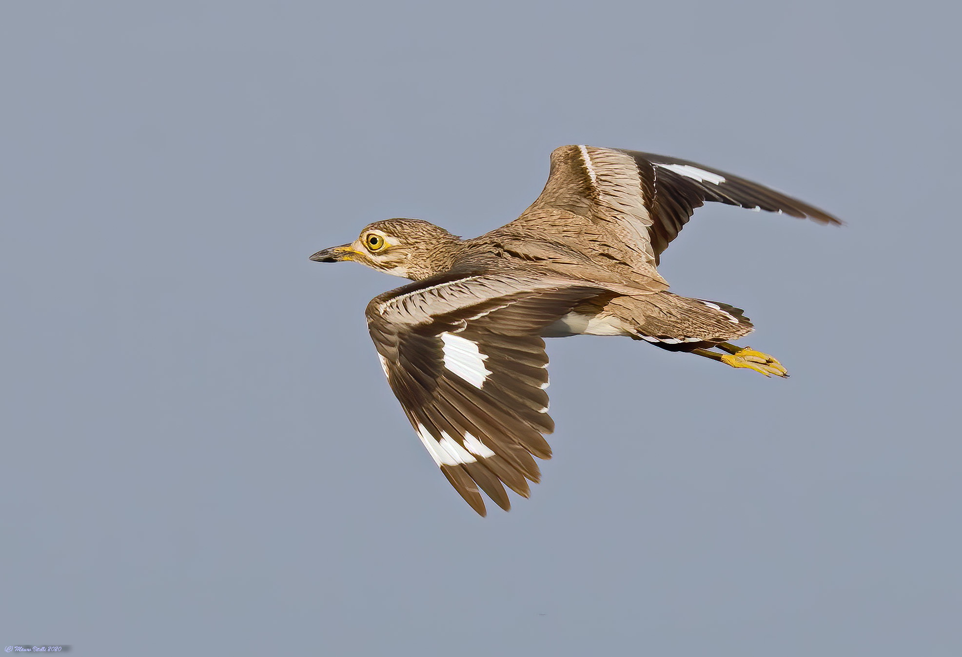 Vermicolate Occhione (Burhinus vermiculatus)