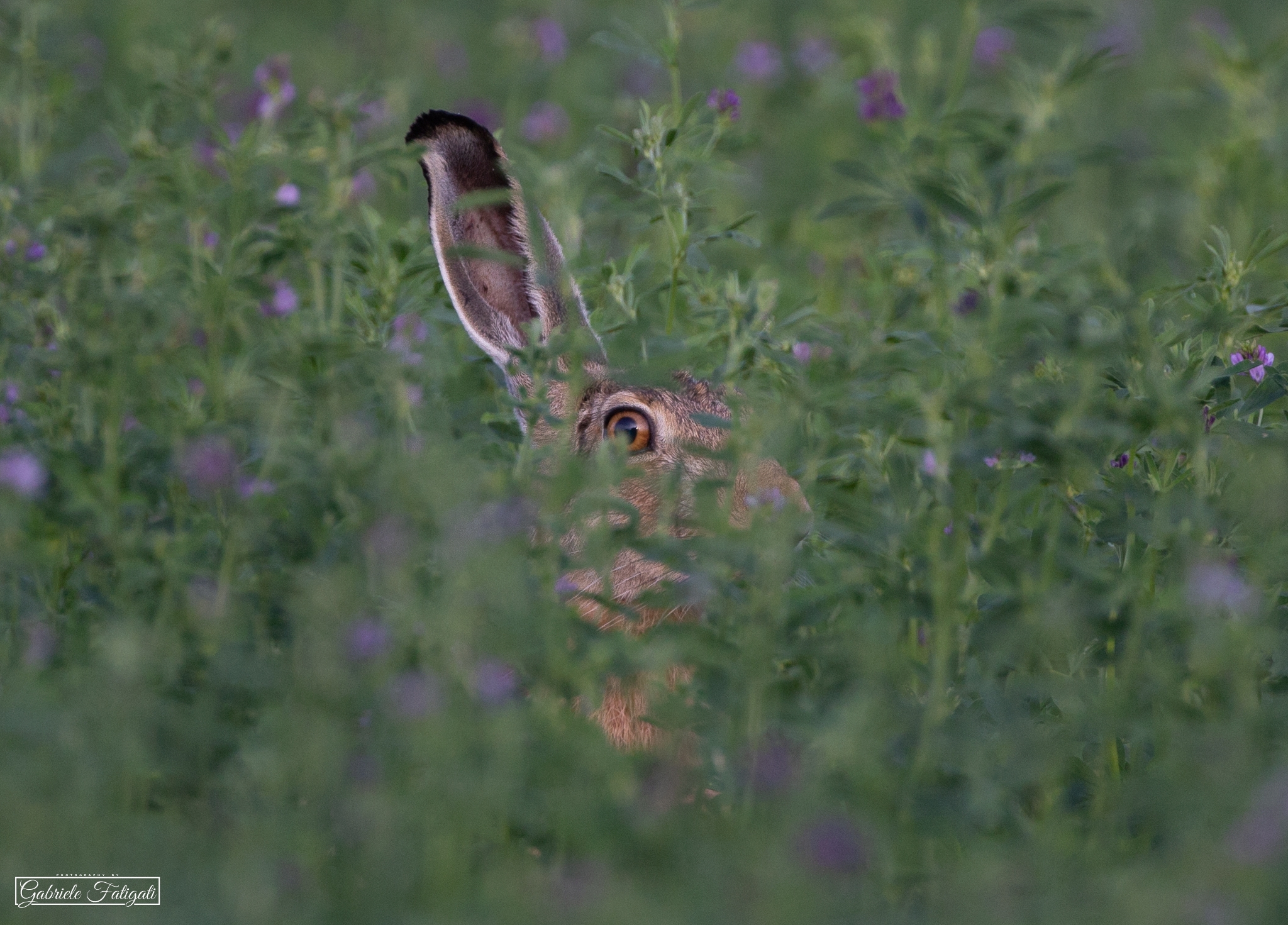 I wonder if he saw me...