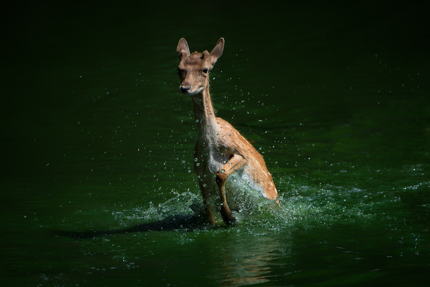 The crossing