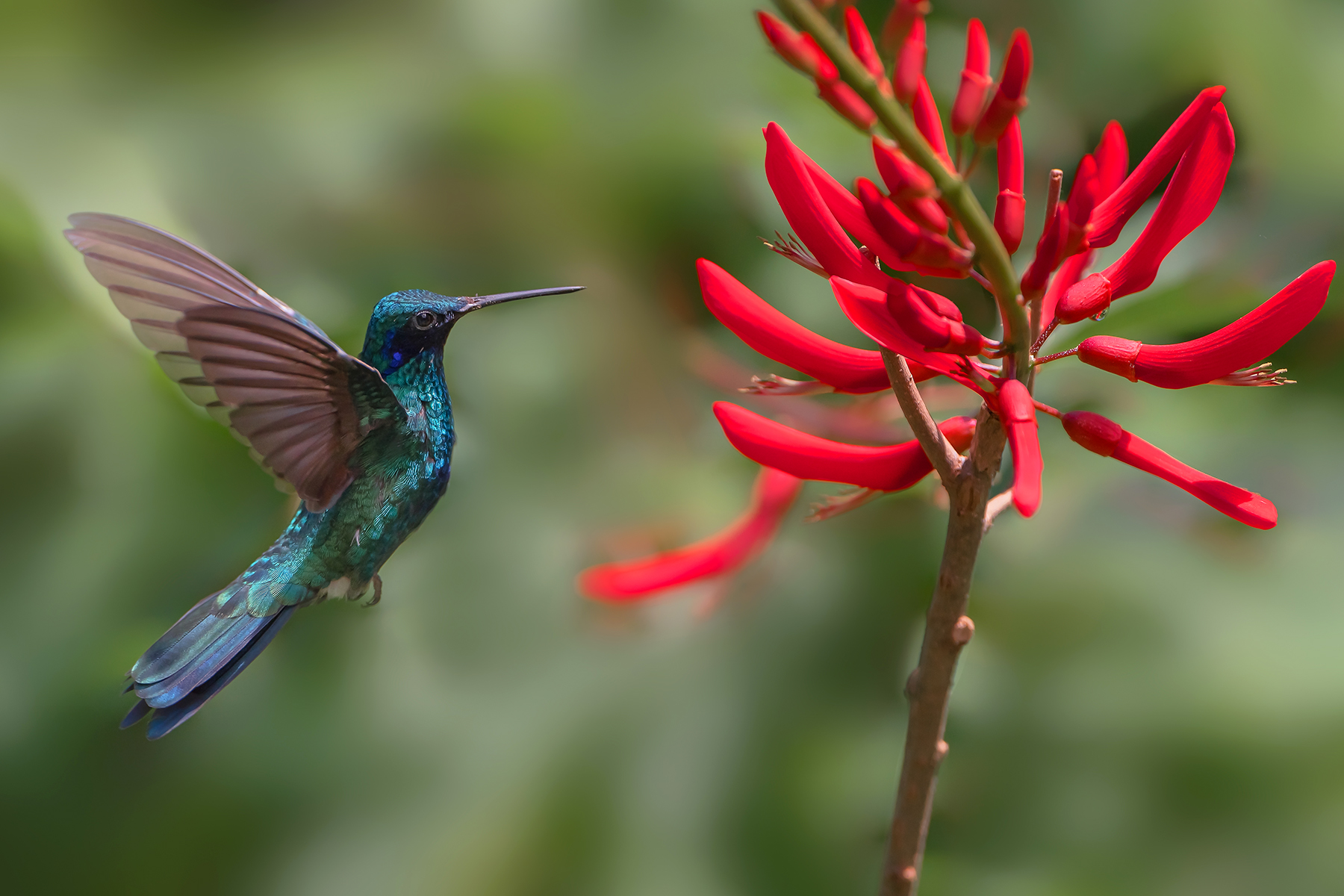 Hummingbird