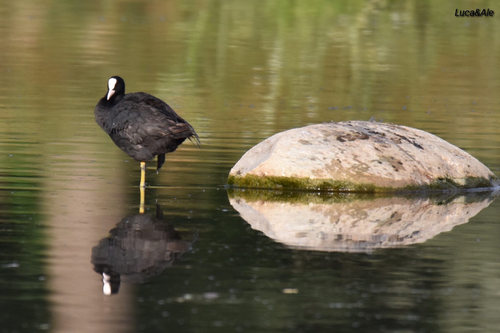 Riflessi di una folaga