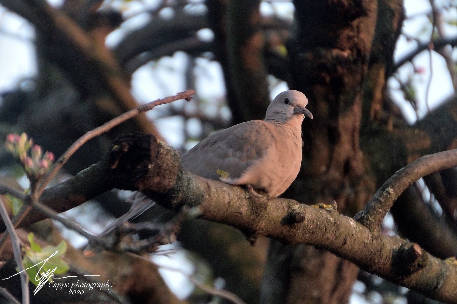 La tortora al tramonto