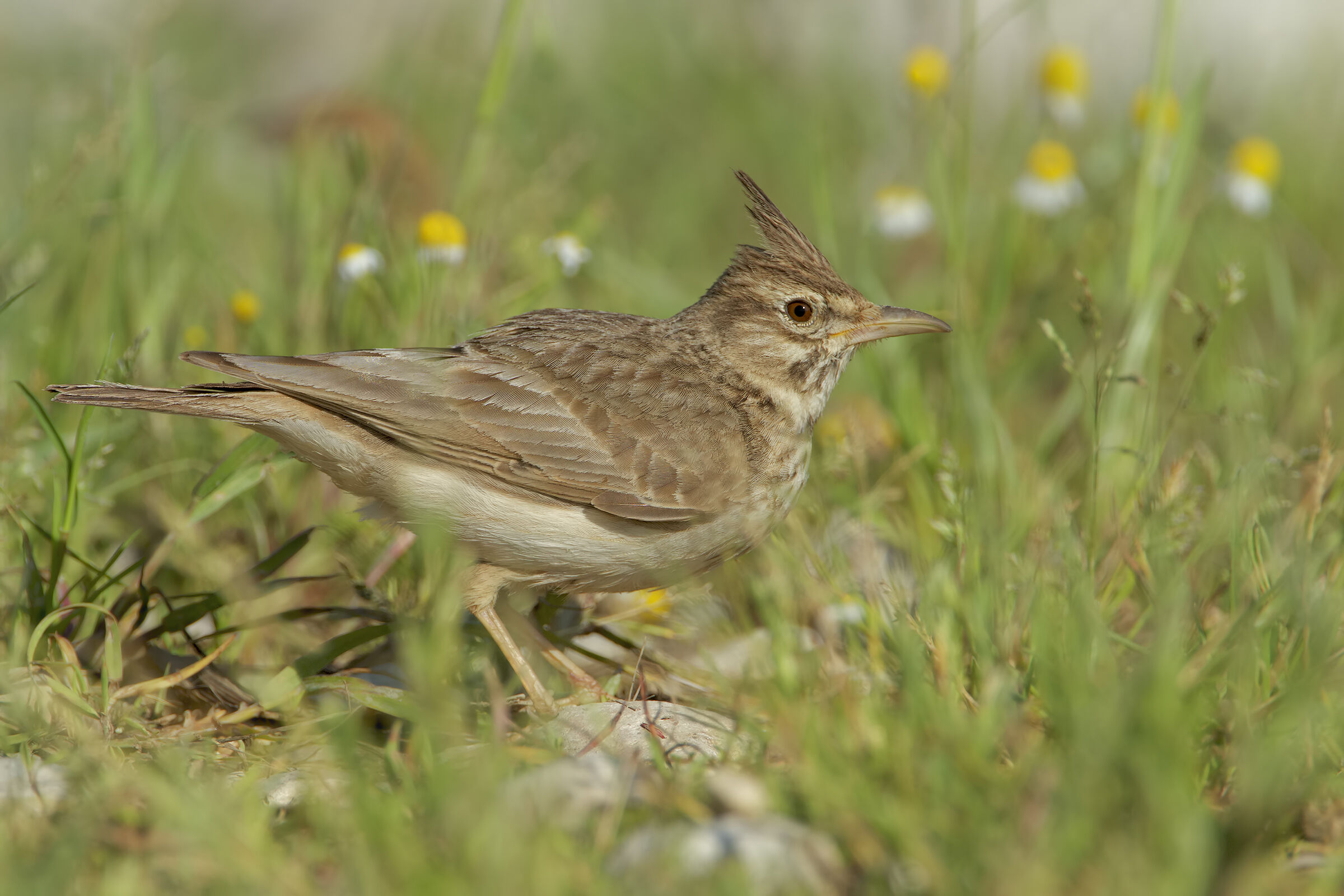 Chaplain in Chamomile