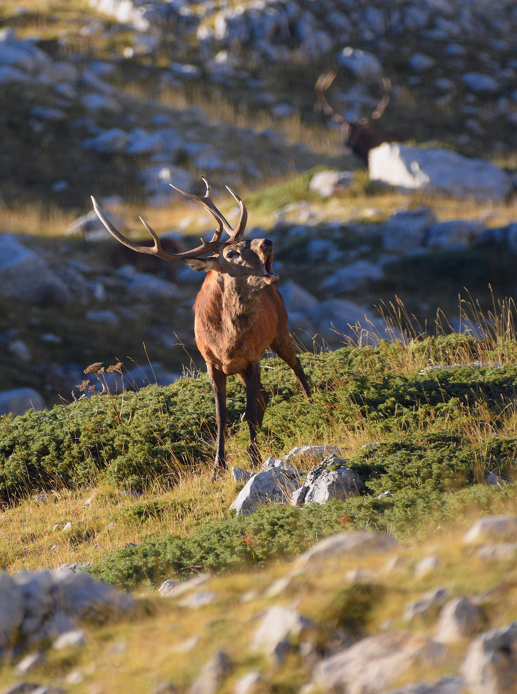 The shadow of the rival