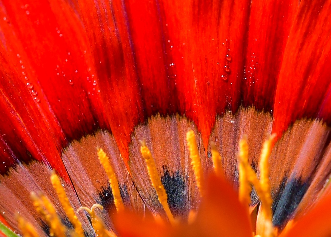 Gazania (particular
