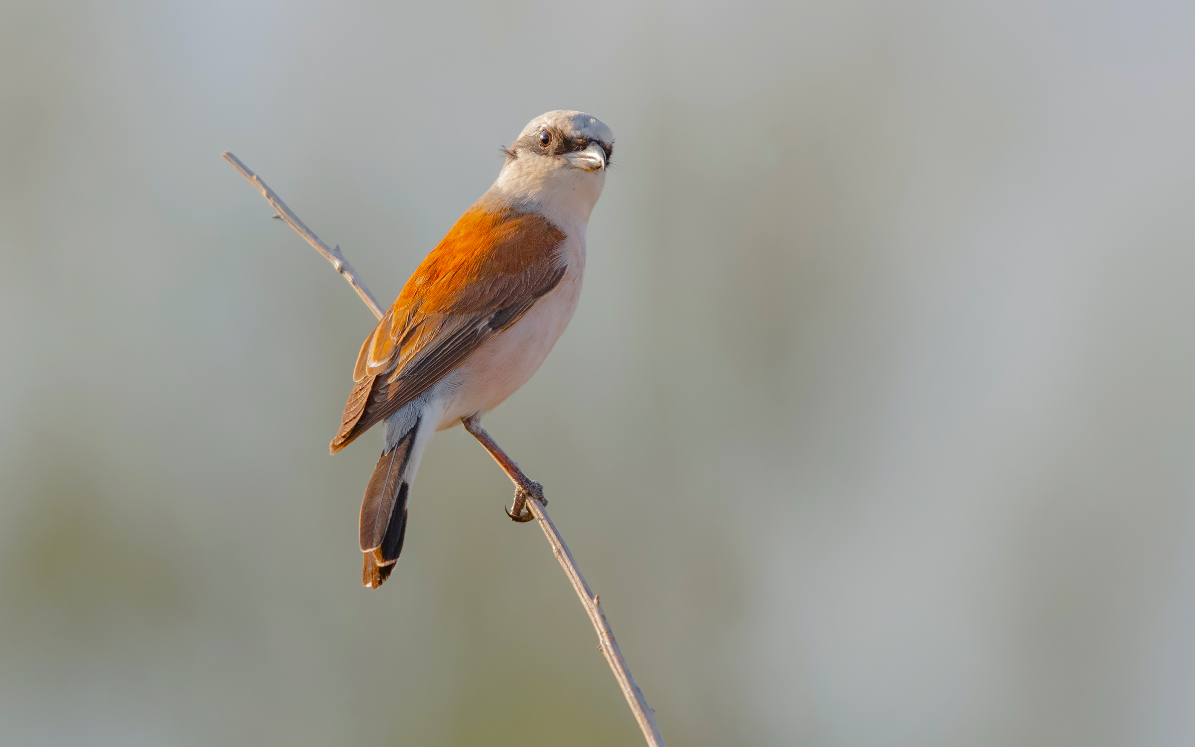 shrike rosso stradò