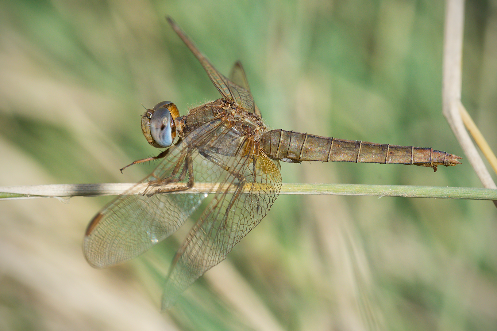 Dragonfly (Female Crocothemis erythraea)