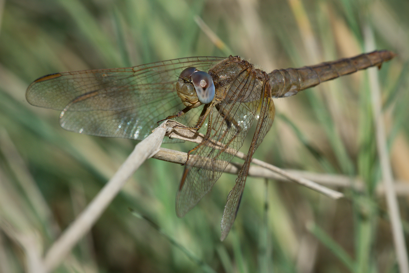 Dragonfly (Female Crocothemis erythraea)