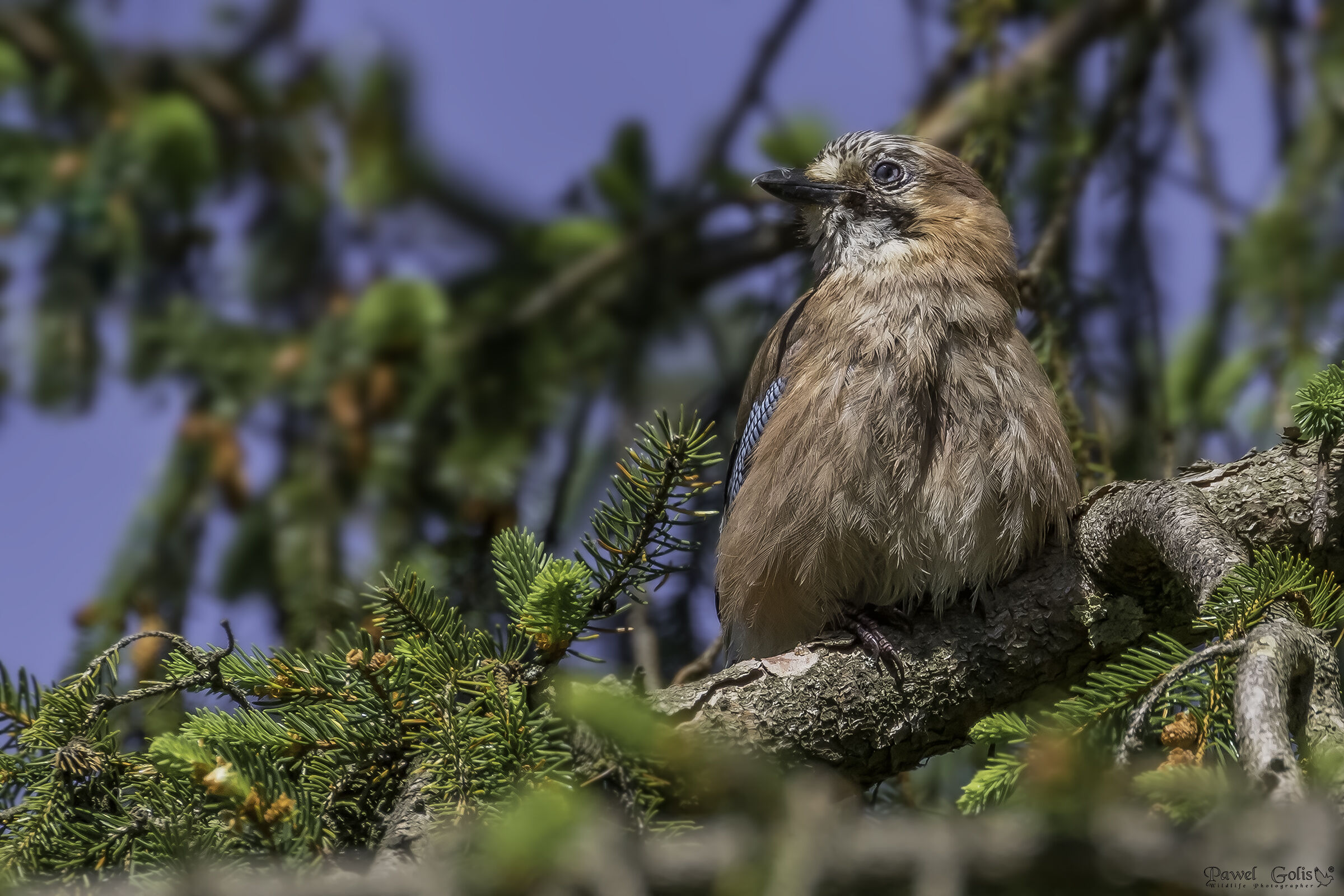 The Eurasian jay (Garrulus glandarius)