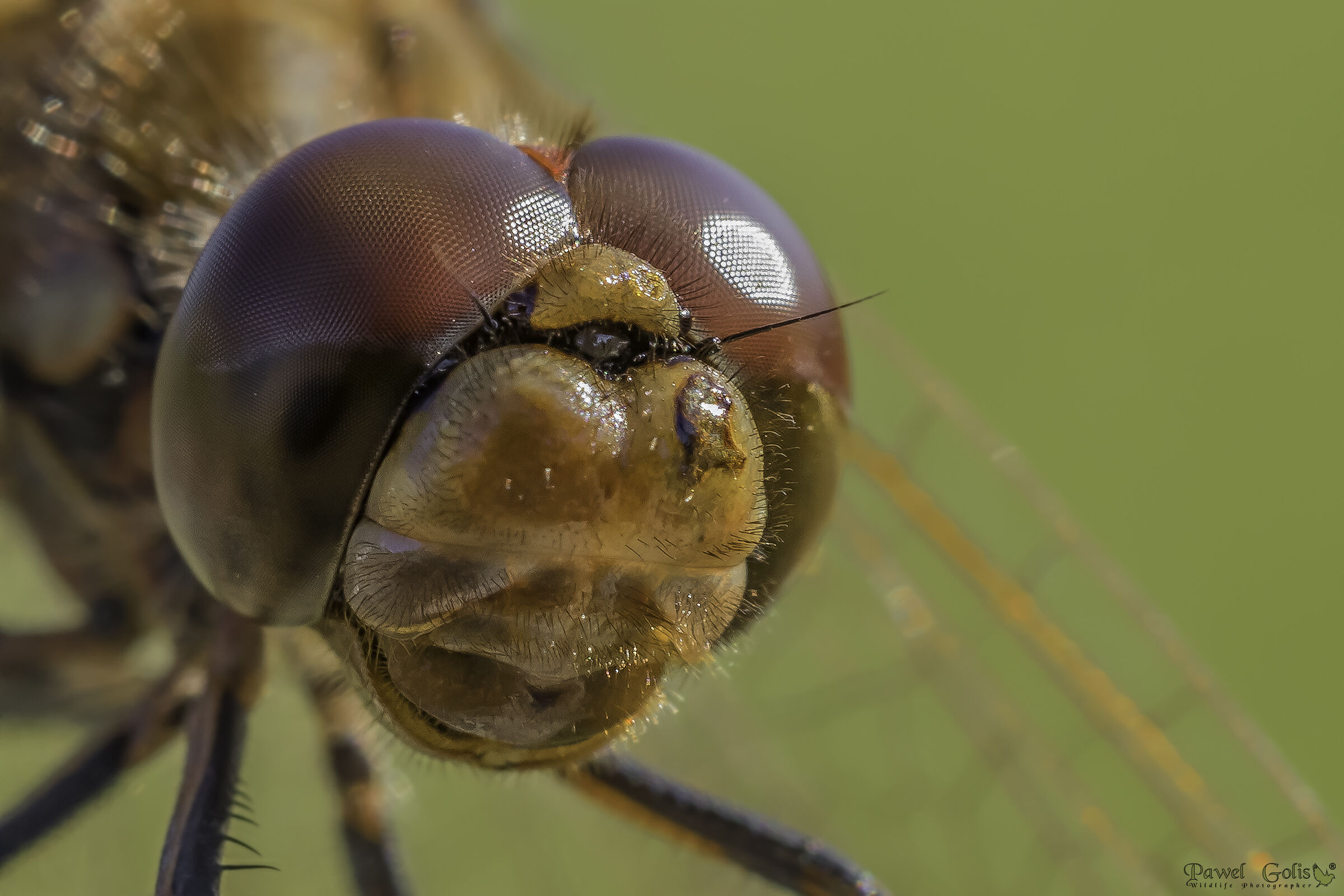 Guarda i miei occhi v2