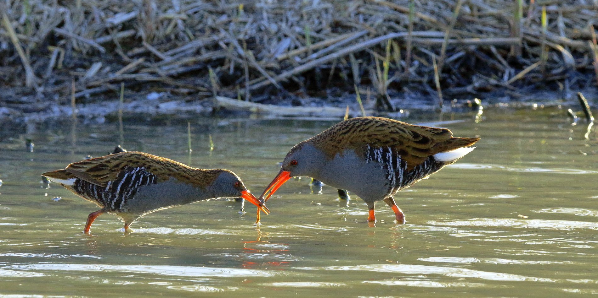 porciglioni in contesa