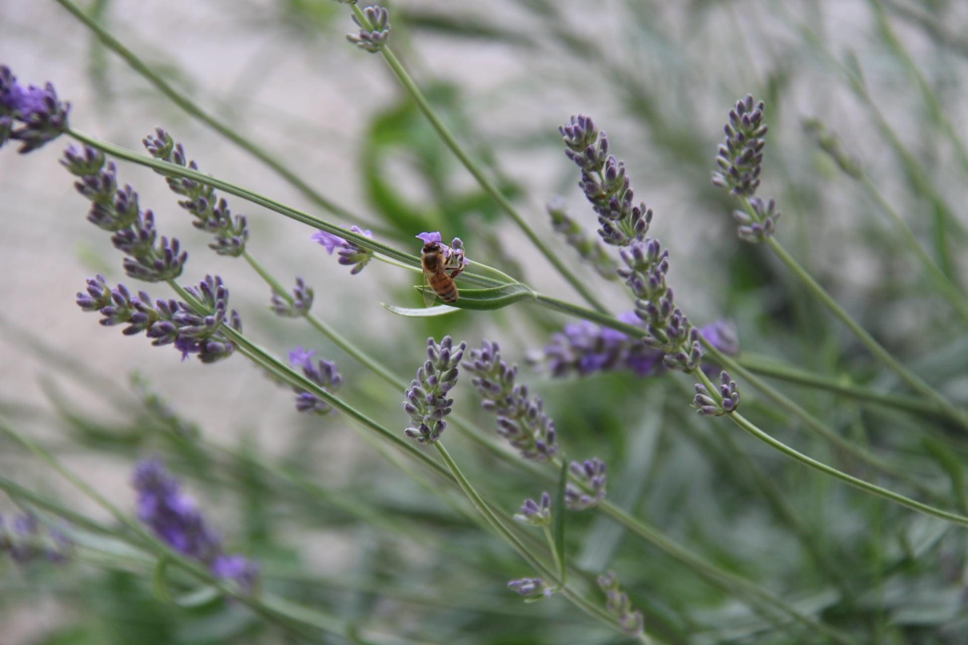 Bee and lavender