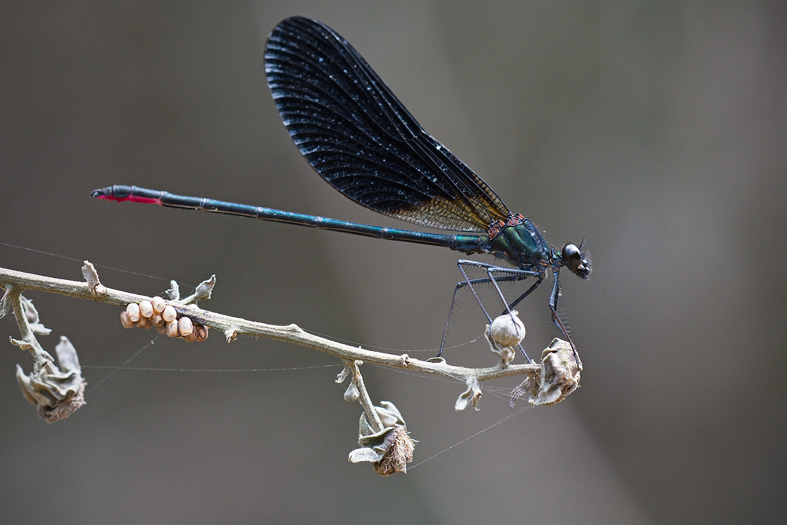 Bridesmaid (Calopteryx Haemorrhoidalis male)