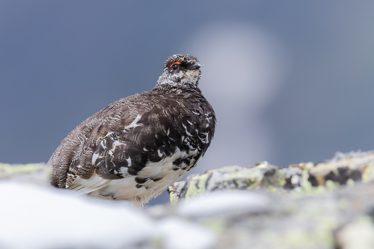 Pernice in muta estiva