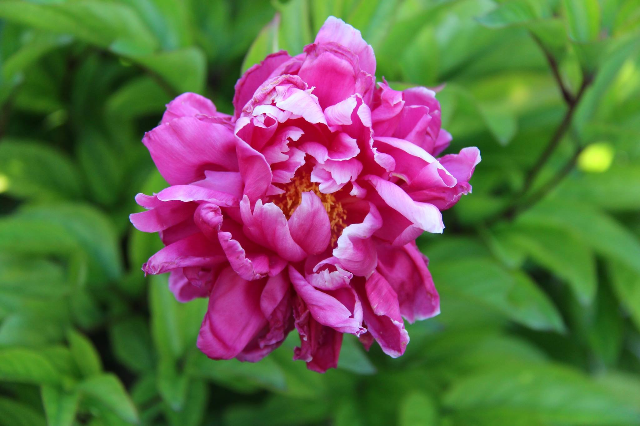 Peony