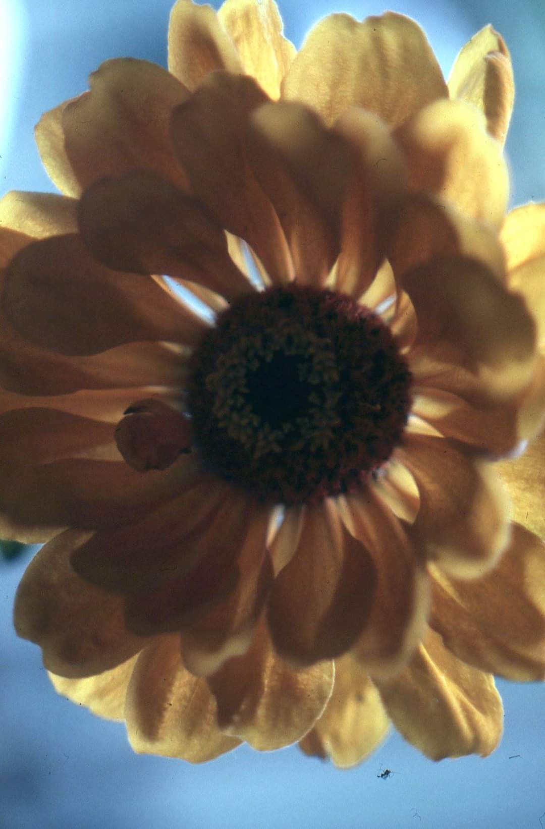 Fiore controluce