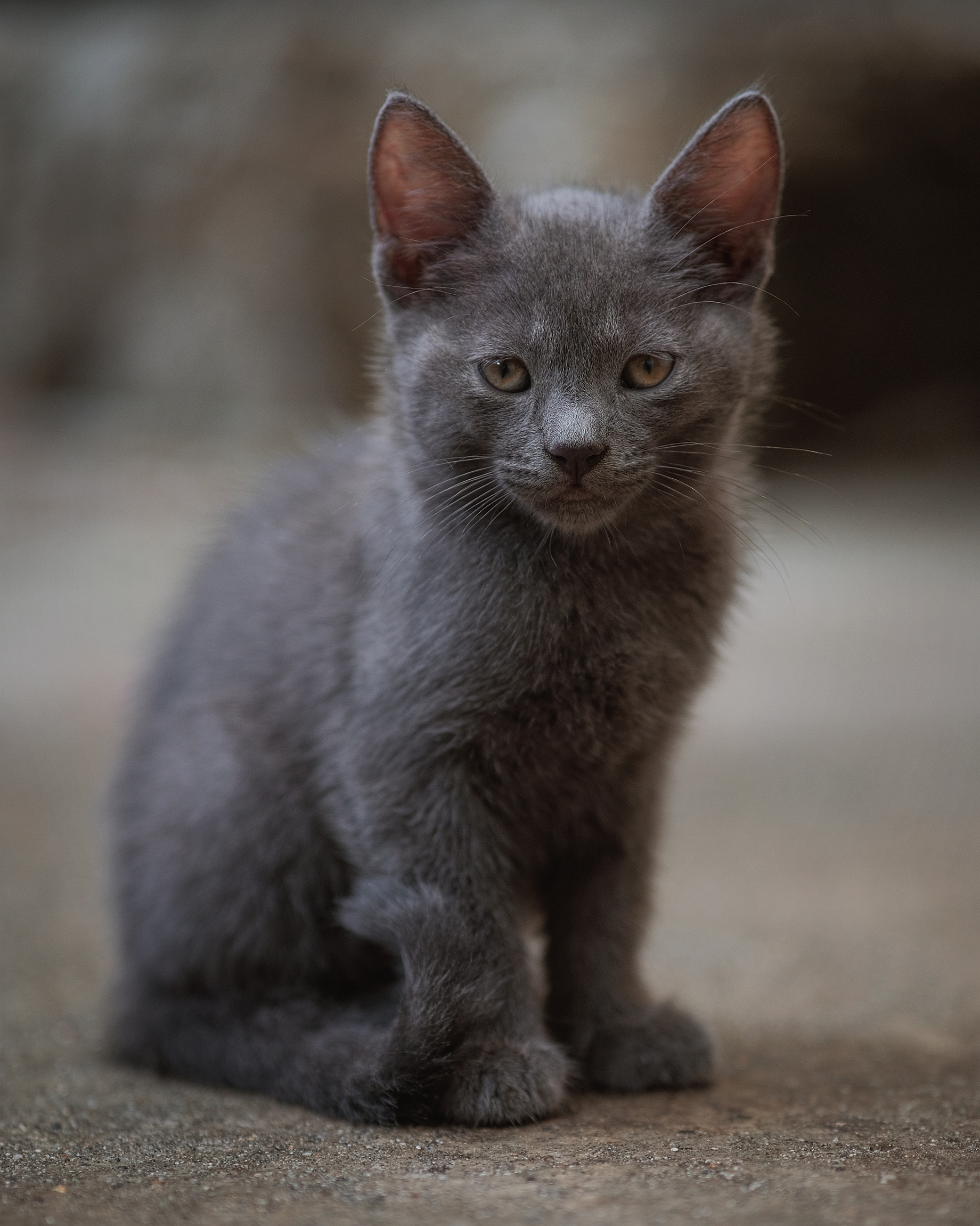 Un gatto chiamato Topo