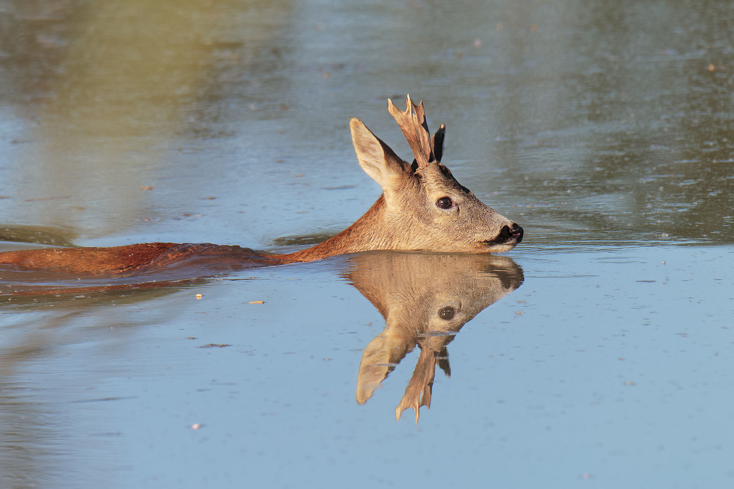 Capriolo