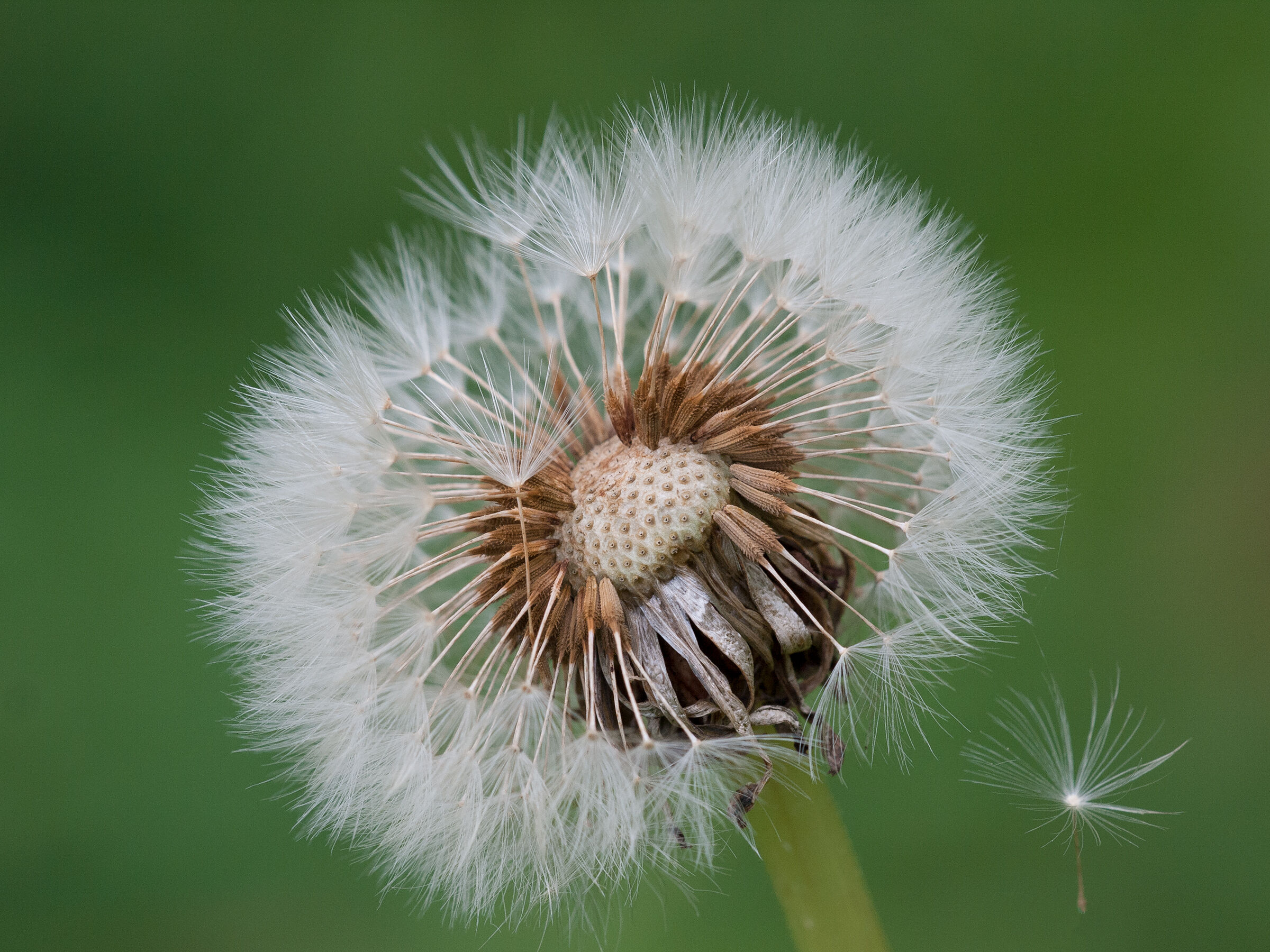 Go where the wind takes you