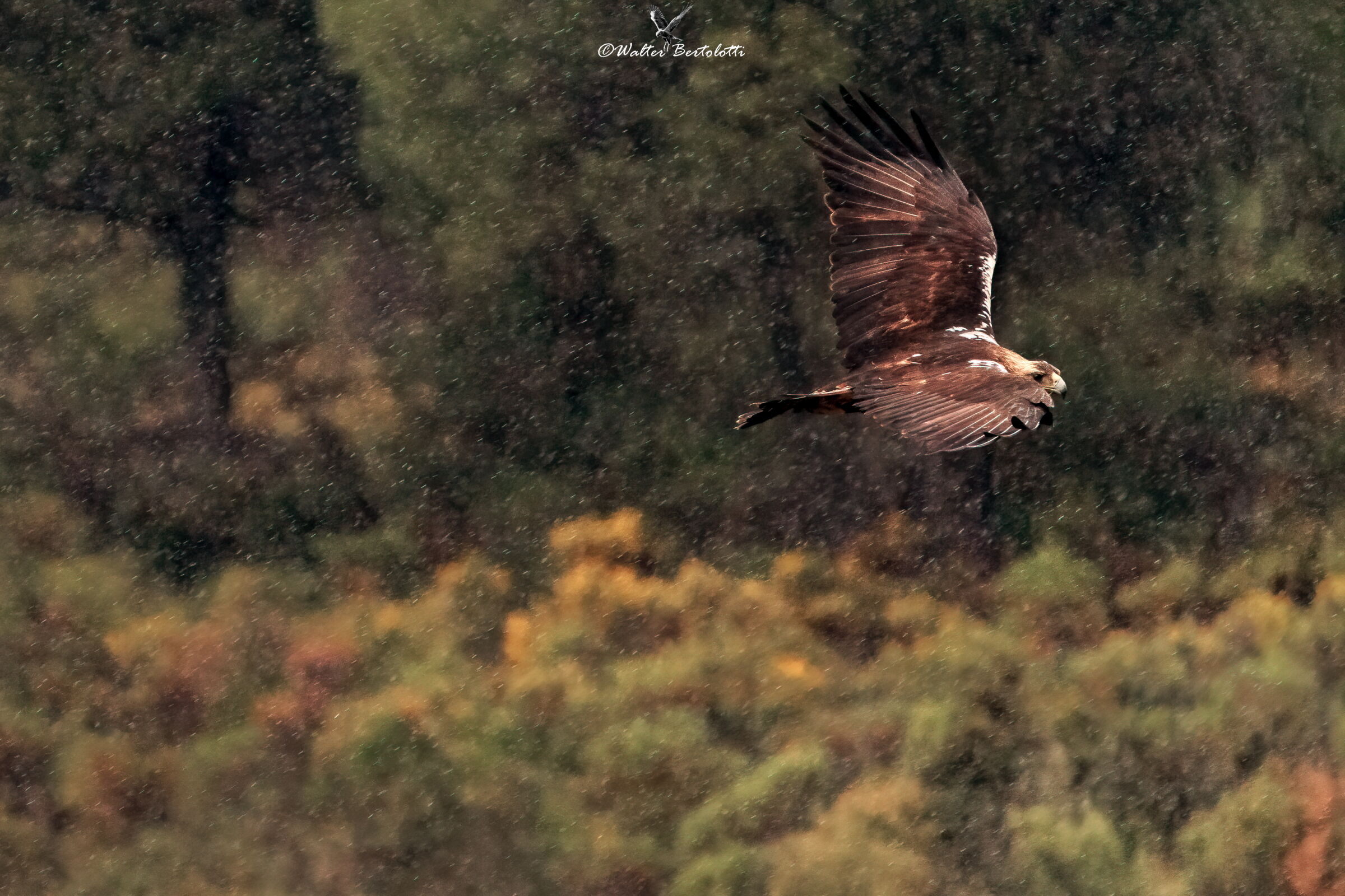 caccia nella pioggia