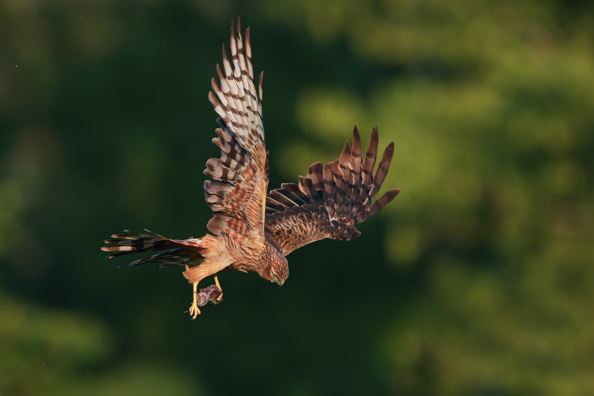 Minor female albanella with prey
