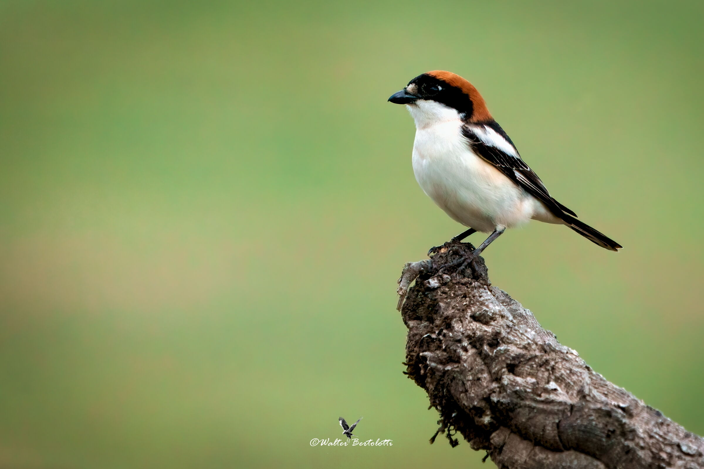 la capirossa di vedetta