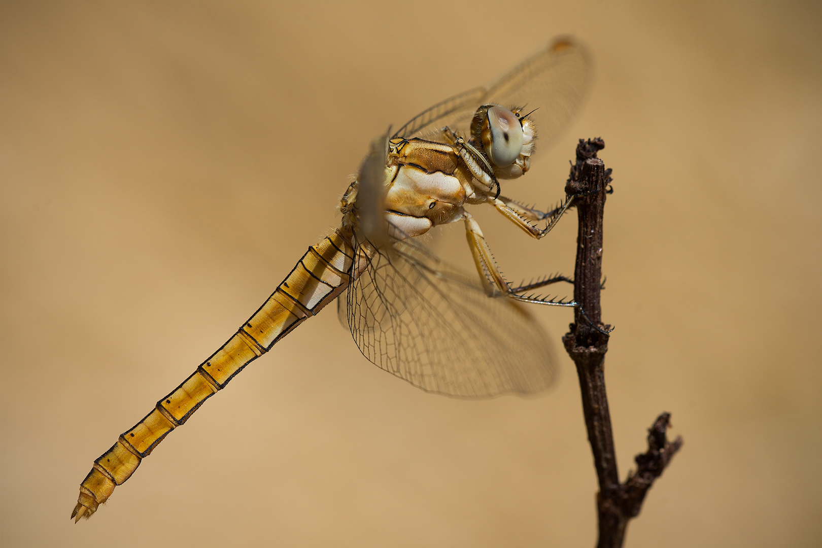 Dragonfly (Orthetrum brunneum female)