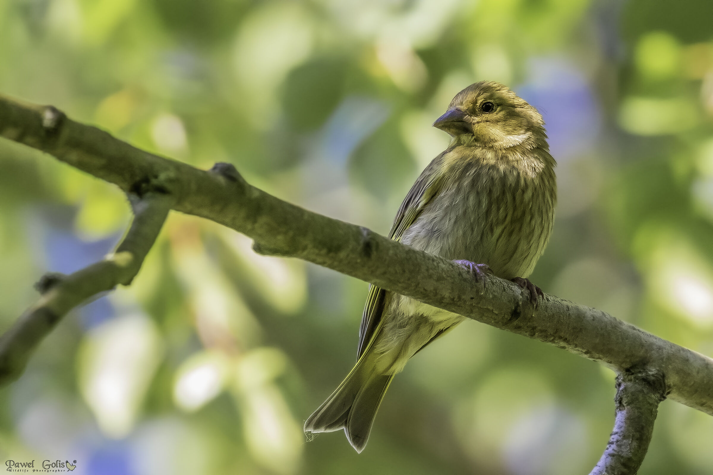 Il greenfinch europeo (Chloris chloris)