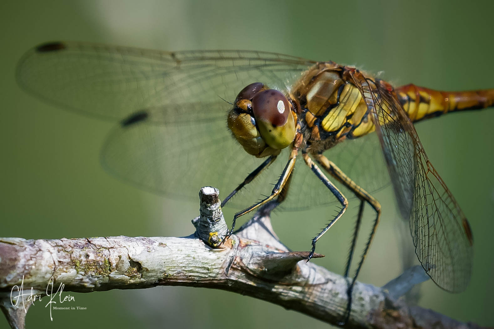 Dragonfly
